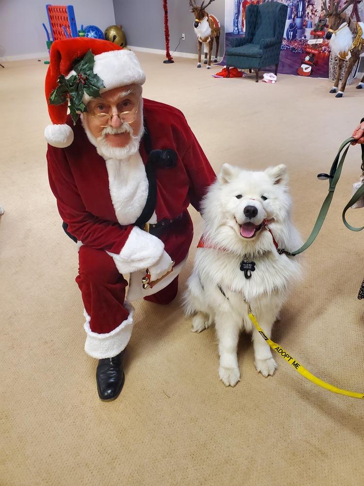 Nanuk, a Adoptable Samoyed in Fort Lupton, CO image 6/6