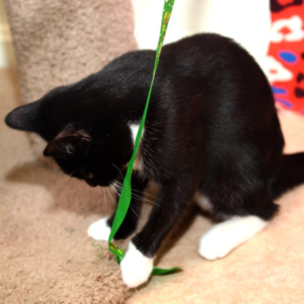 Mary, Adoptable, Kitten Female Domestic Short Hair.