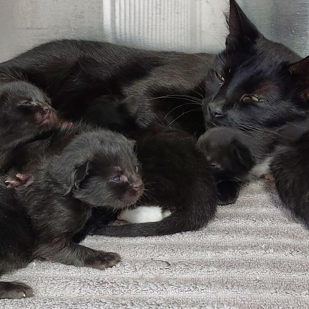 Mary, Adoptable, Kitten Female Domestic Short Hair.