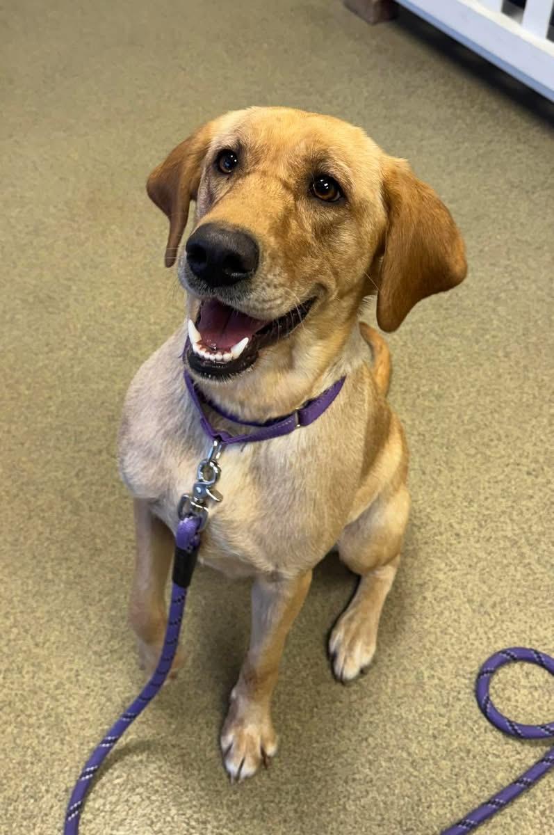 Enlarge Marshmallow , a ADOPTABLE Labrador Retriever in Blair, NE image 2/2