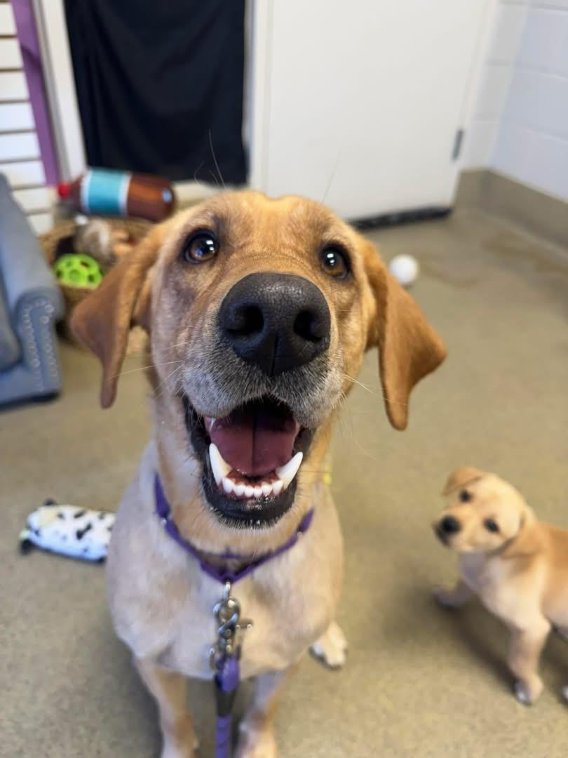 Enlarge Marshmallow , a ADOPTABLE Labrador Retriever in Blair, NE image 1/2