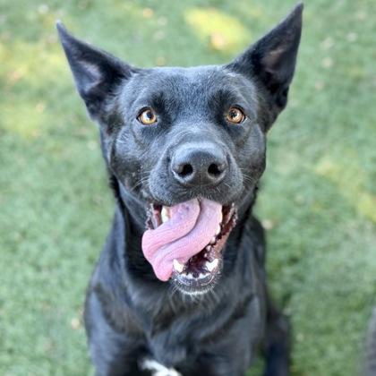 Evelyn, Adoptable, Young Female Labrador Retriever.