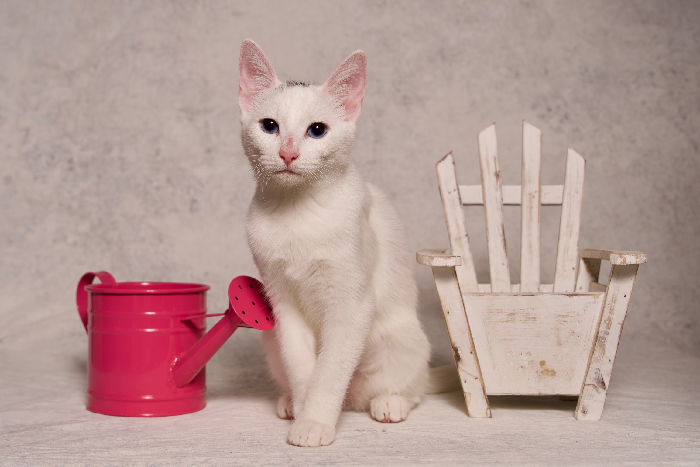 Gabrielle, a Adoptable Domestic Short Hair in Riverside, CA image 1/4