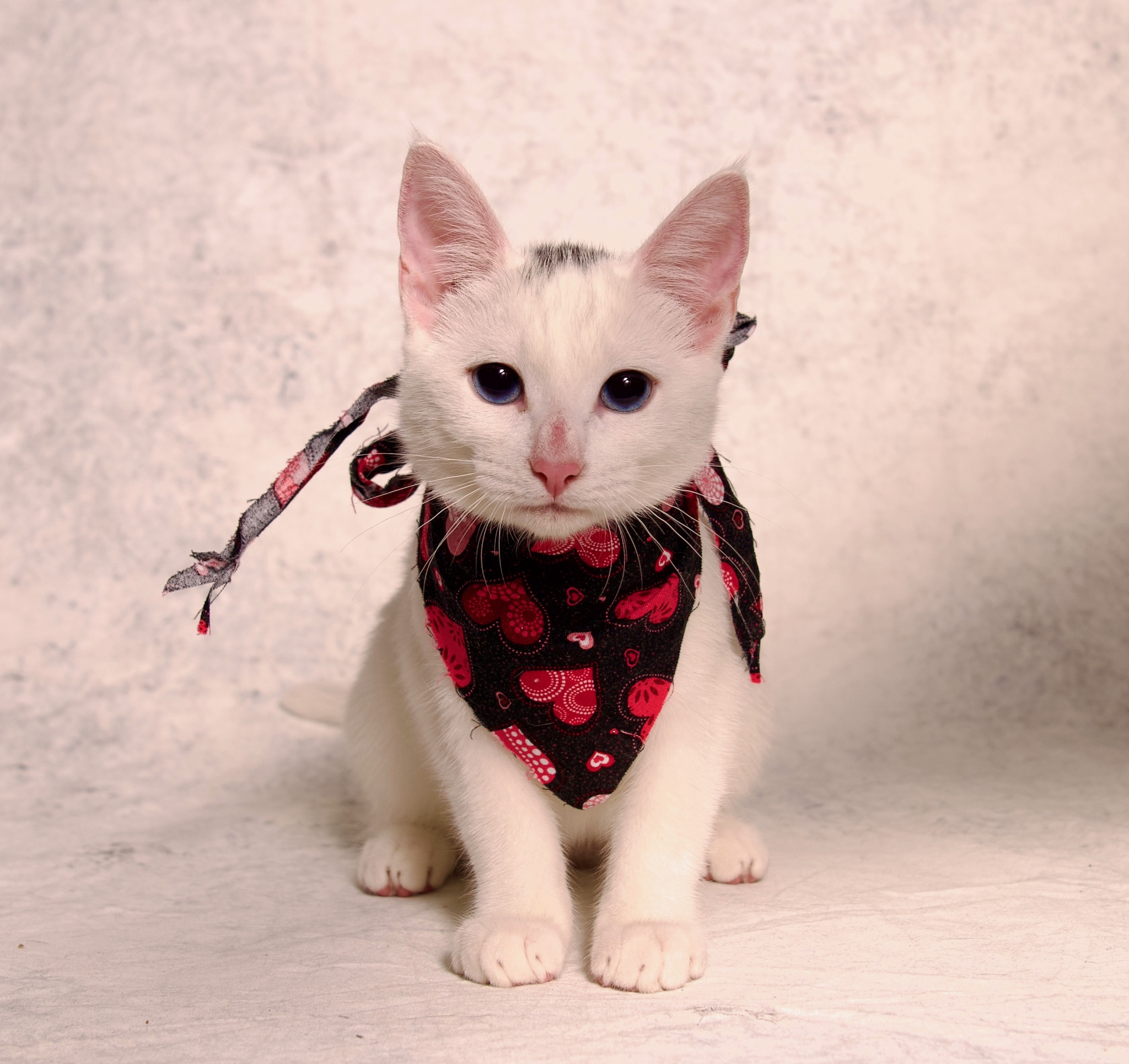 Gabrielle, a Adoptable Domestic Short Hair in Riverside, CA image 3/4