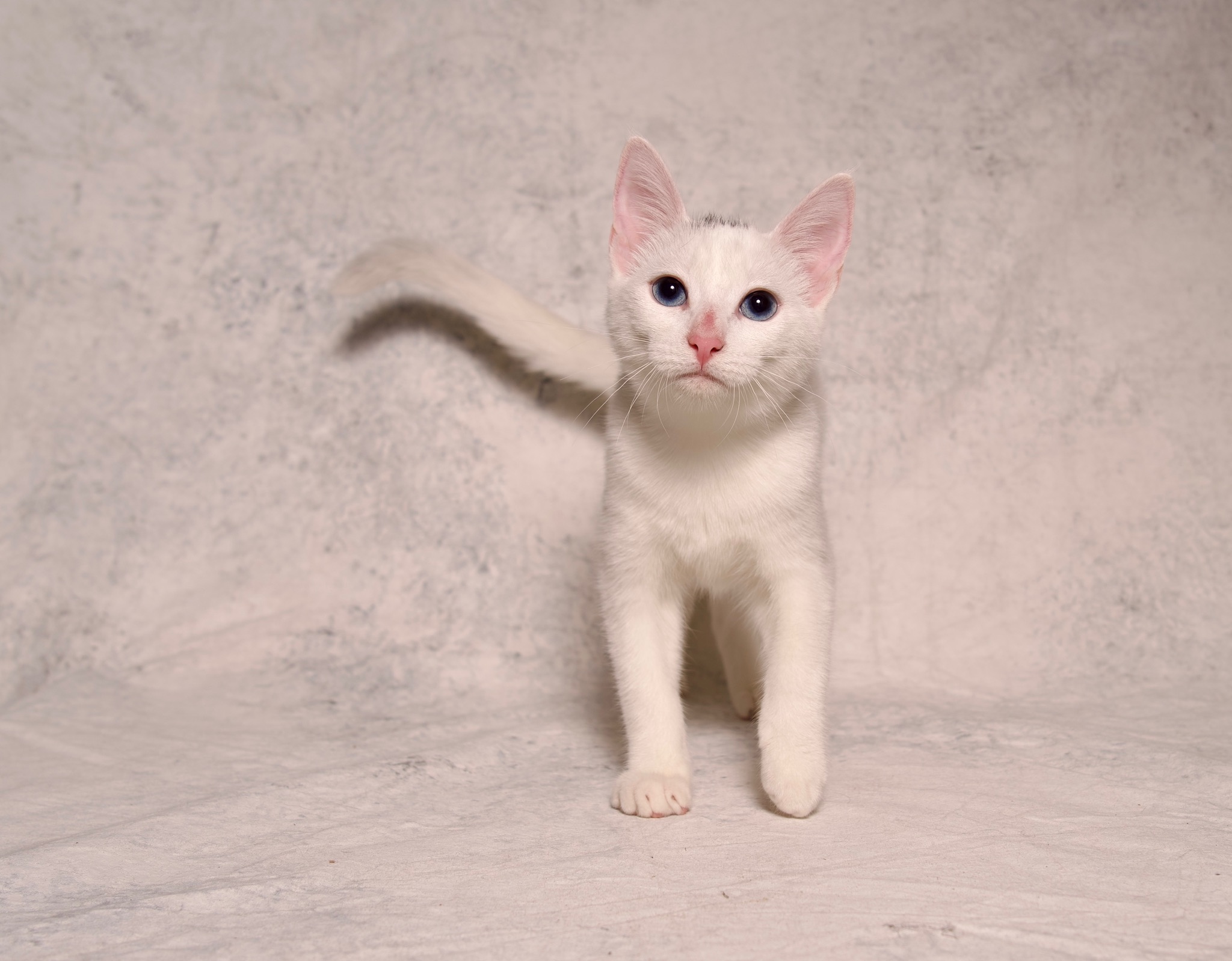 Gabrielle, a Adoptable Domestic Short Hair in Riverside, CA image 4/4