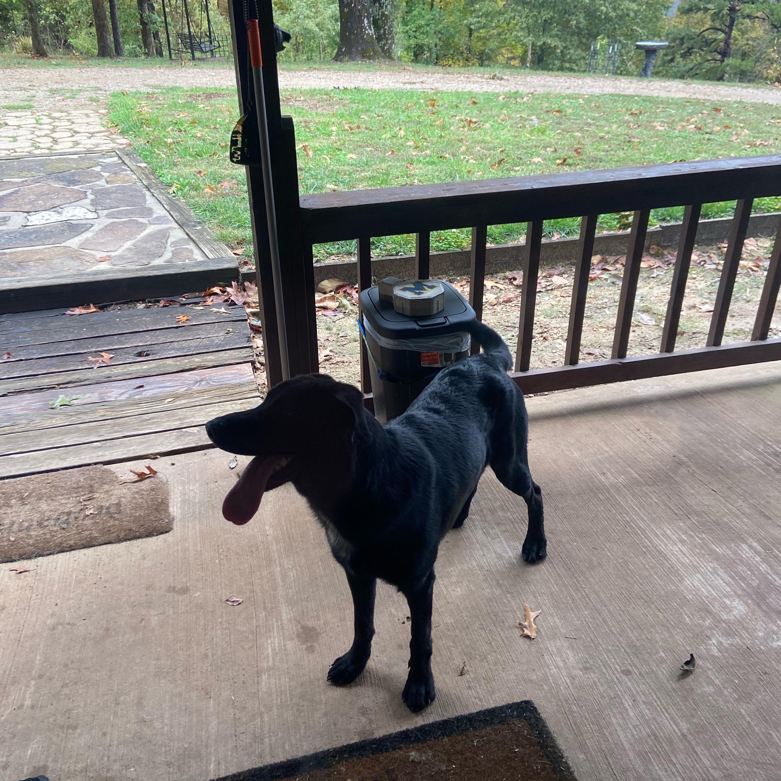 Shadow, a Adoptable mixed breed in Melbourne, AR image 2/5