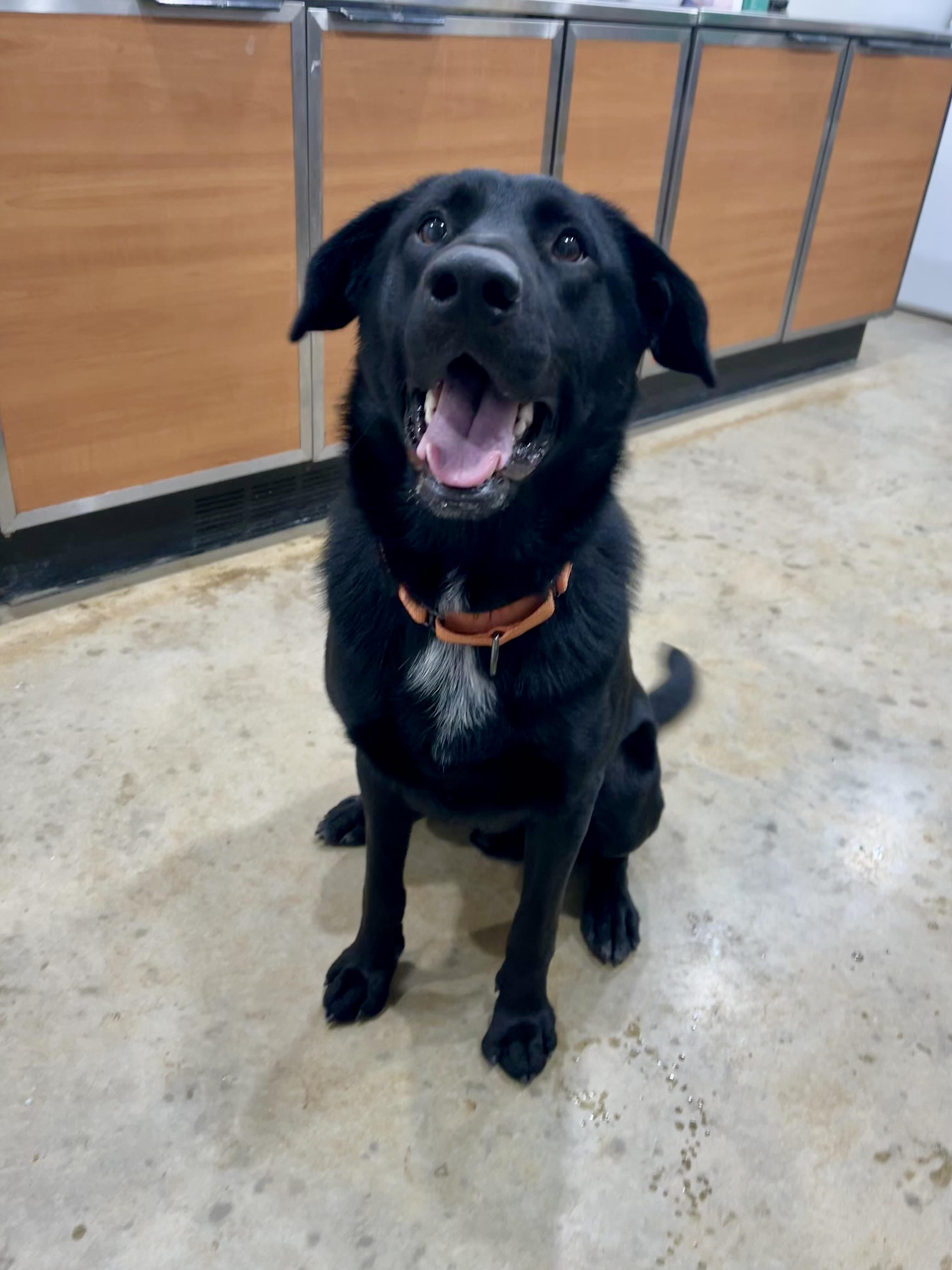 Shadow, a Adoptable mixed breed in Melbourne, AR image 3/5