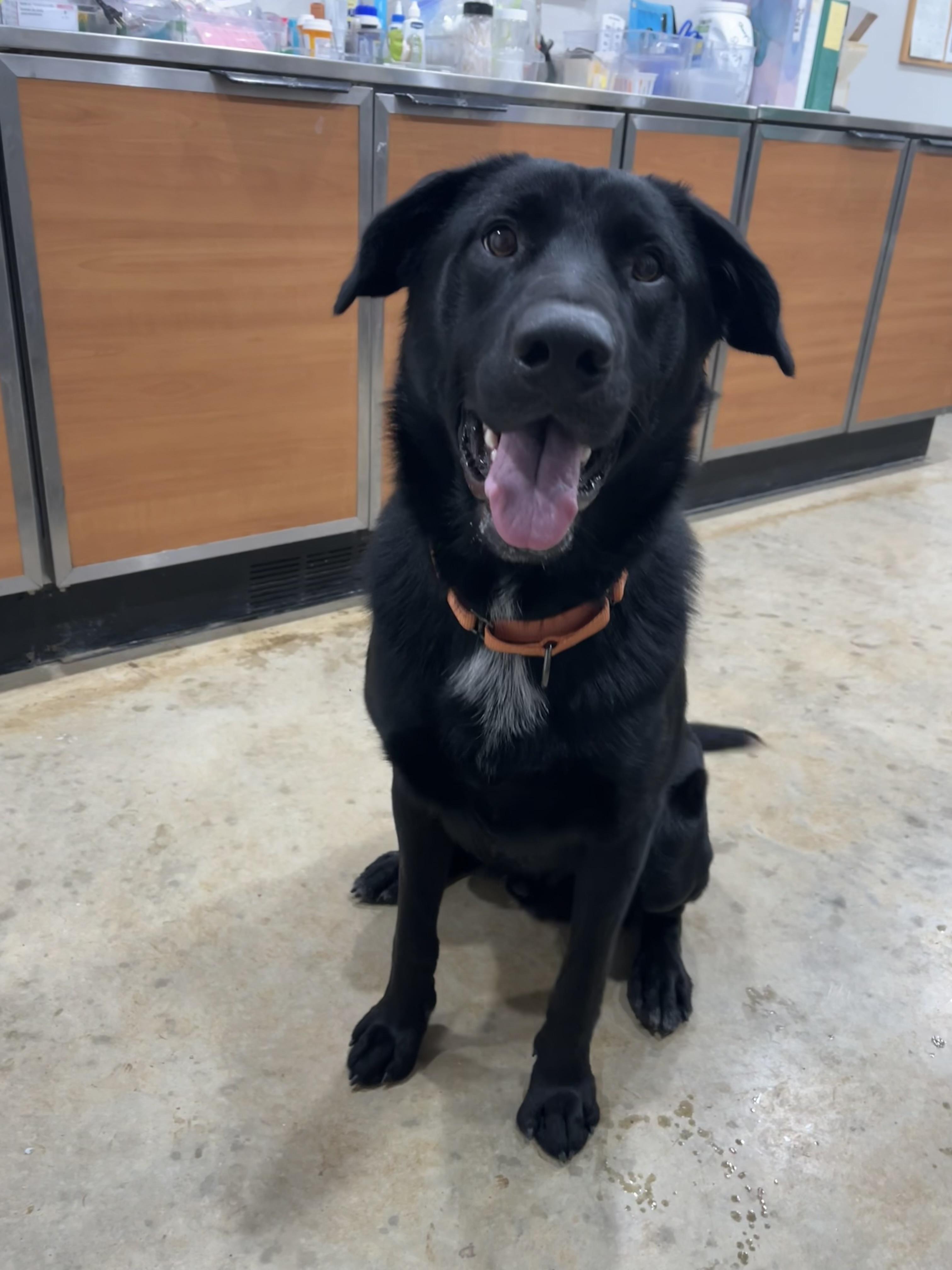Shadow, a Adoptable mixed breed in Melbourne, AR image 5/5