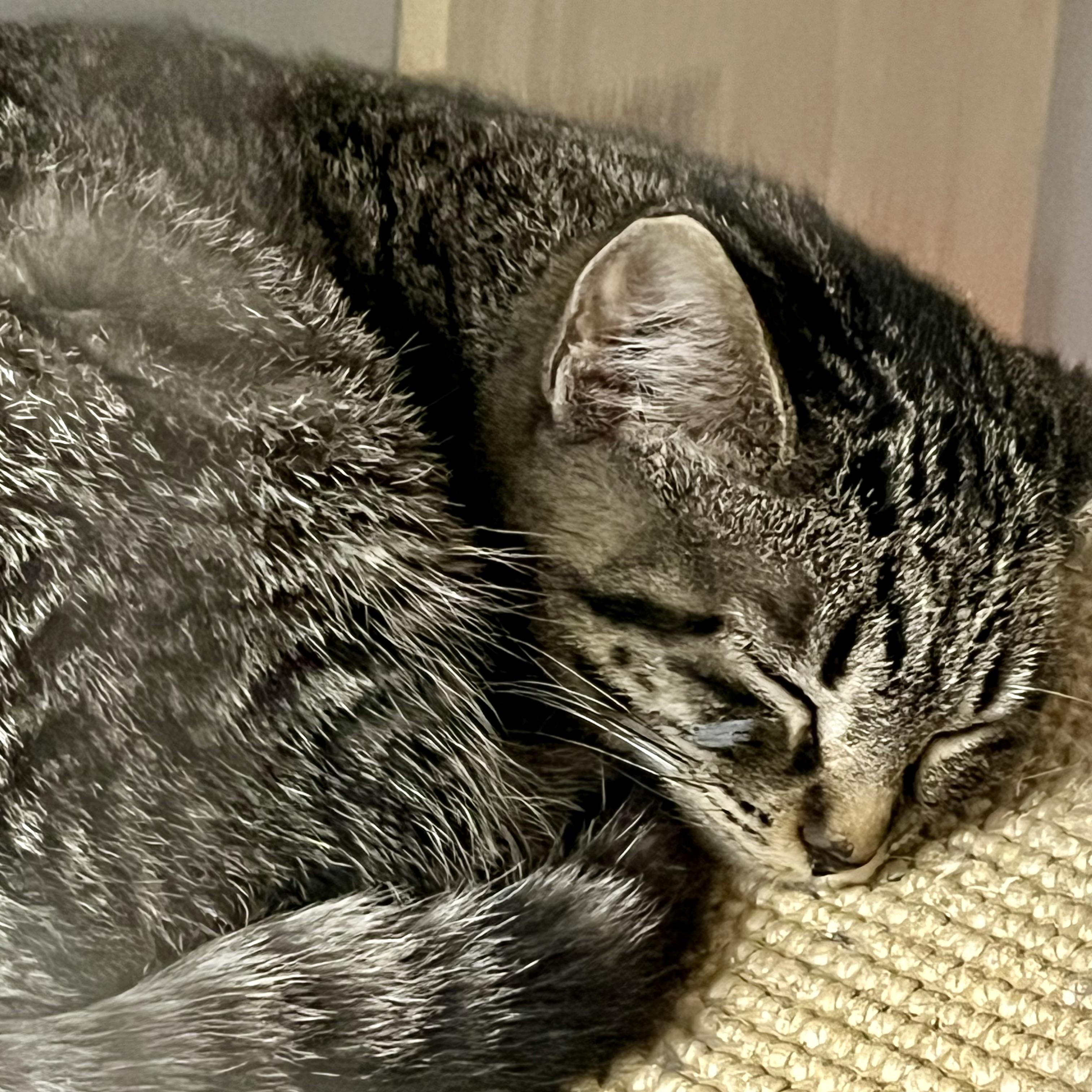 Enlarge Hoxy - Adorable and playful kitten, a Adoptable Domestic Short Hair in Hales Corners, WI image 2/3