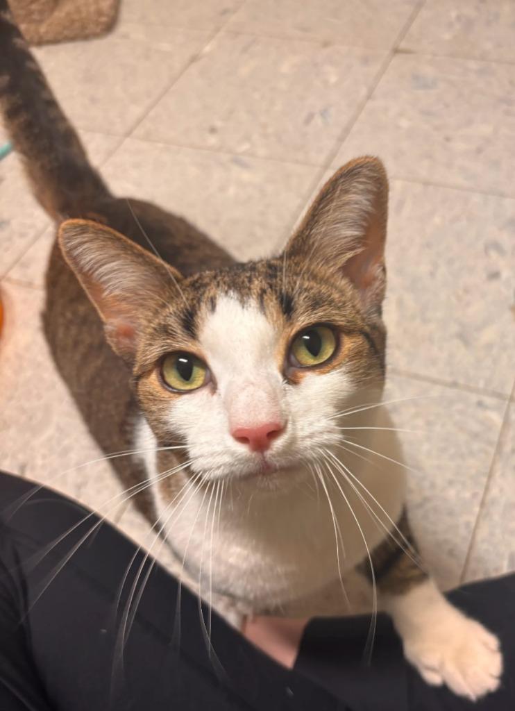 MARSHMALLOW, Adoptable, Young Female Domestic Short Hair.