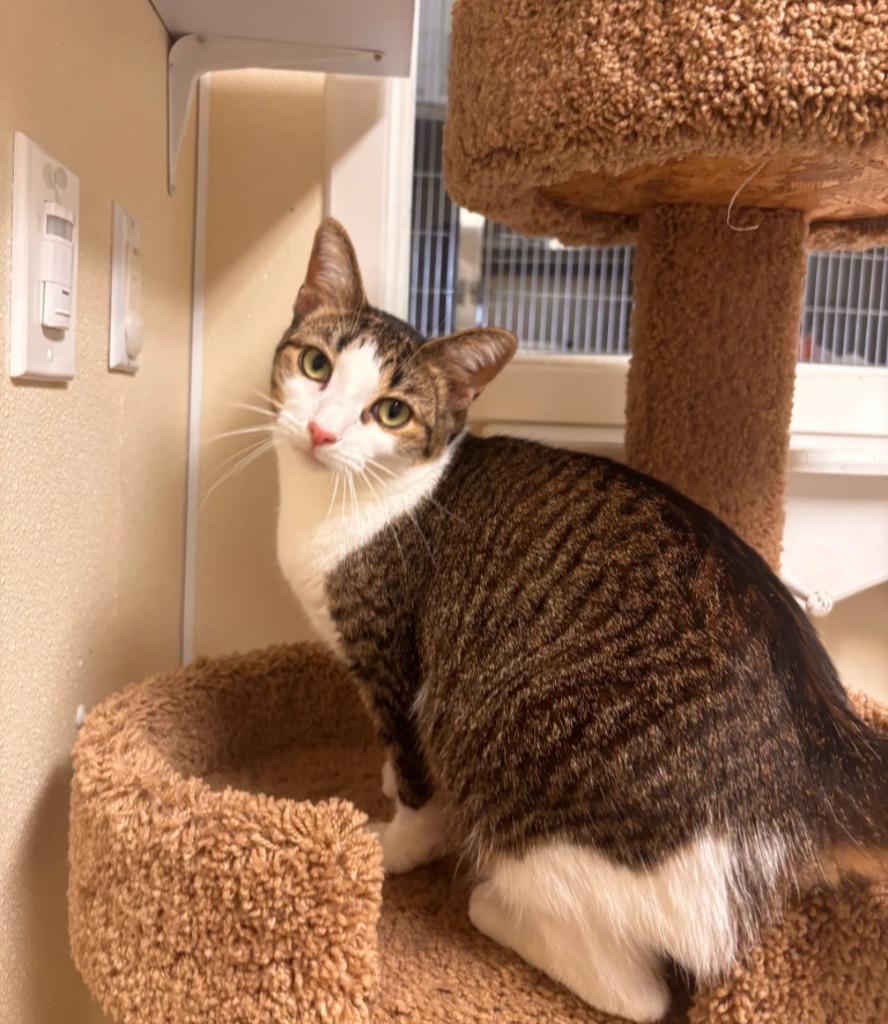 Enlarge MARSHMALLOW, a Adoptable mixed breed in Sandusky, OH image 2/2