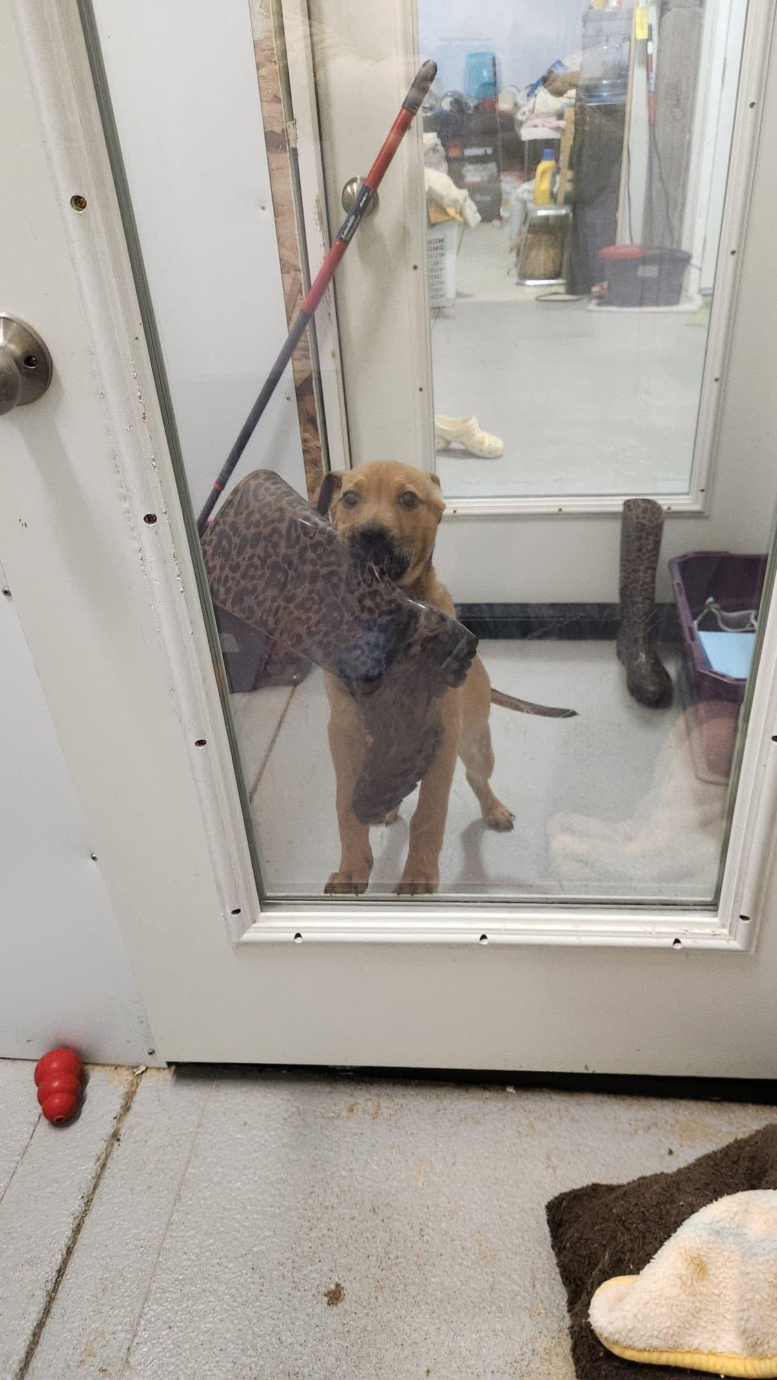 Brutus, Adopted, Puppy Male Pit Bull Terrier.