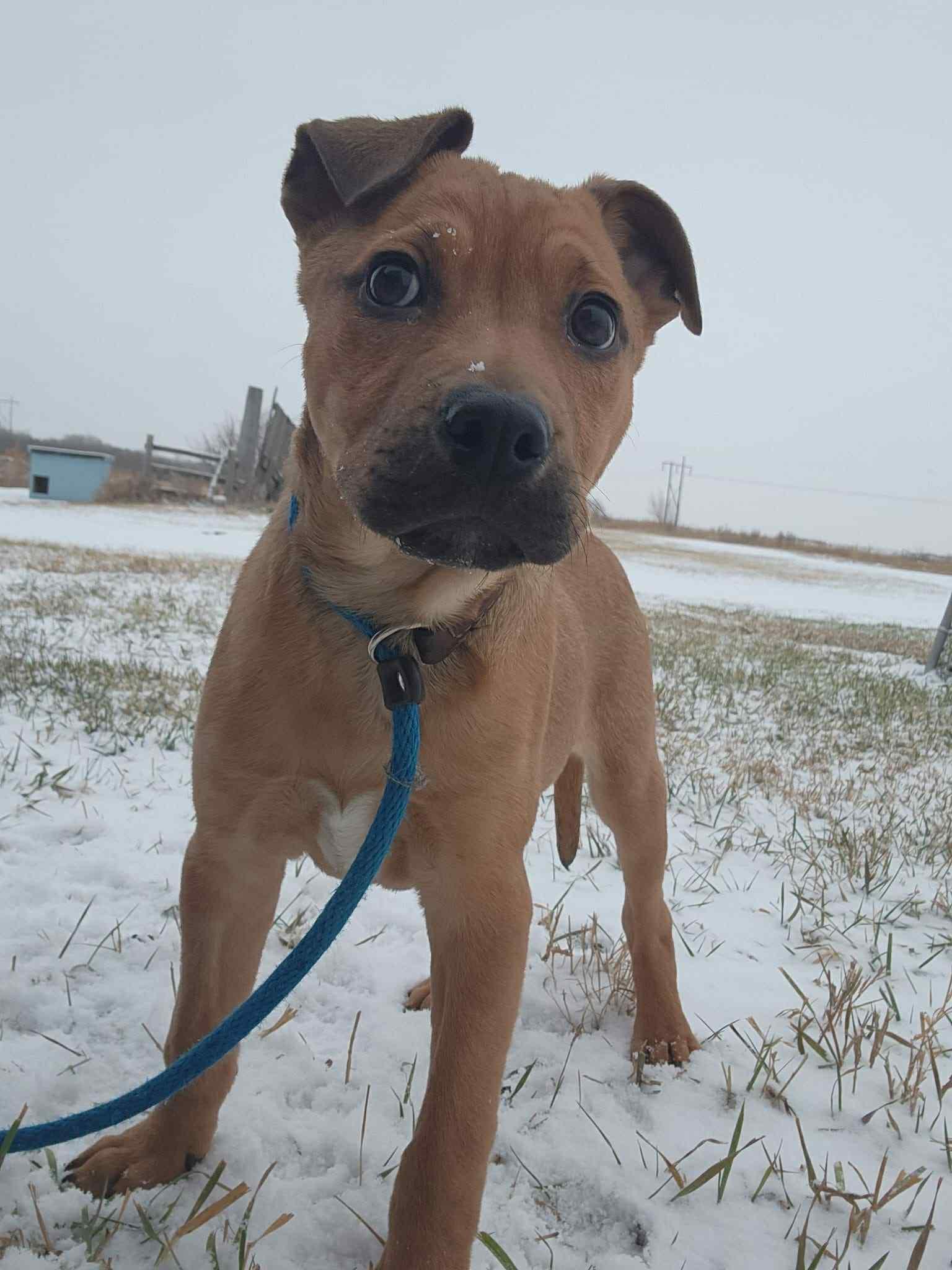 Brutus, Adopted, Puppy Male Pit Bull Terrier.