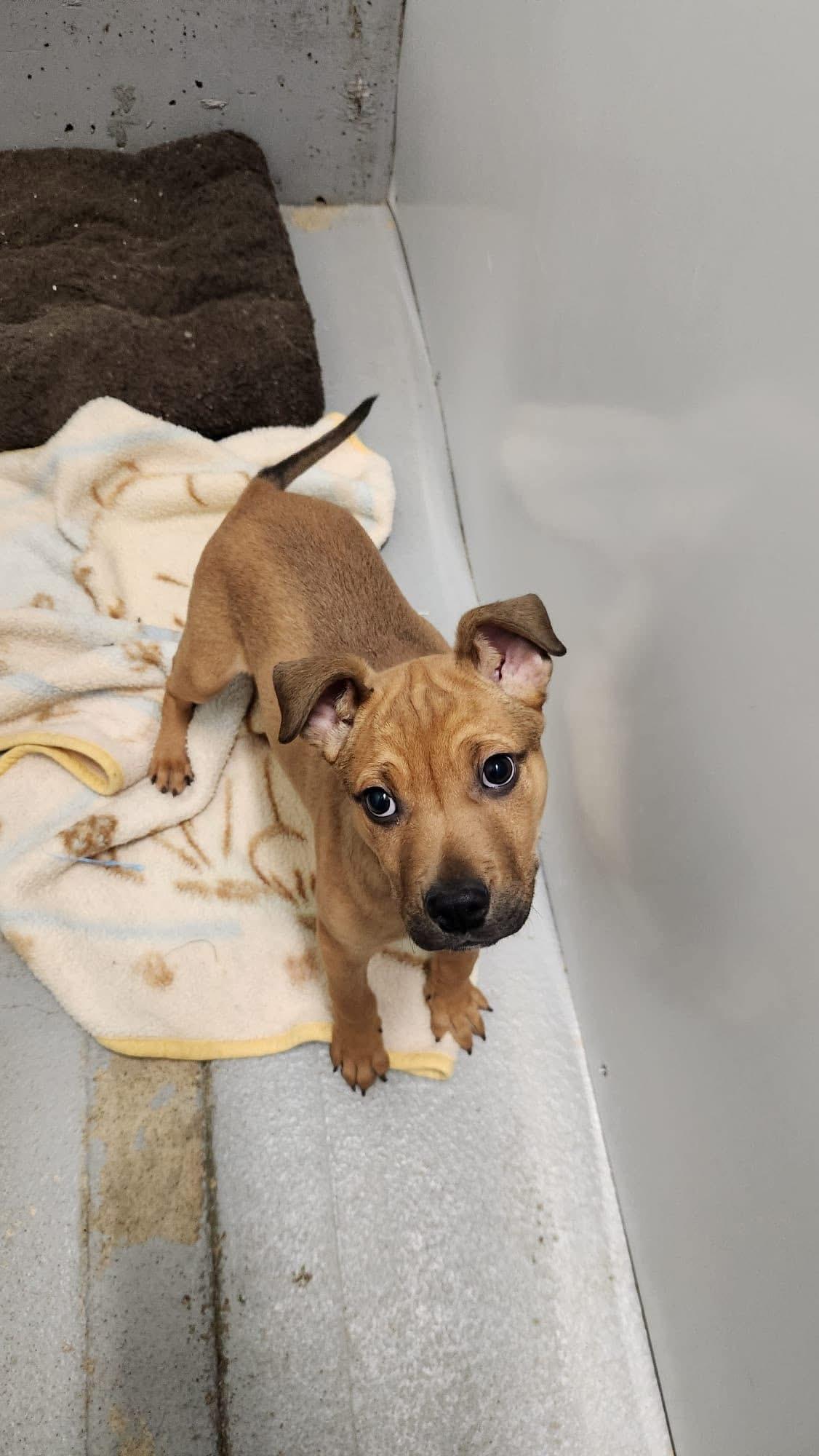 Brutus, a Adopted mixed breed in Humboldt , SK image 3/5