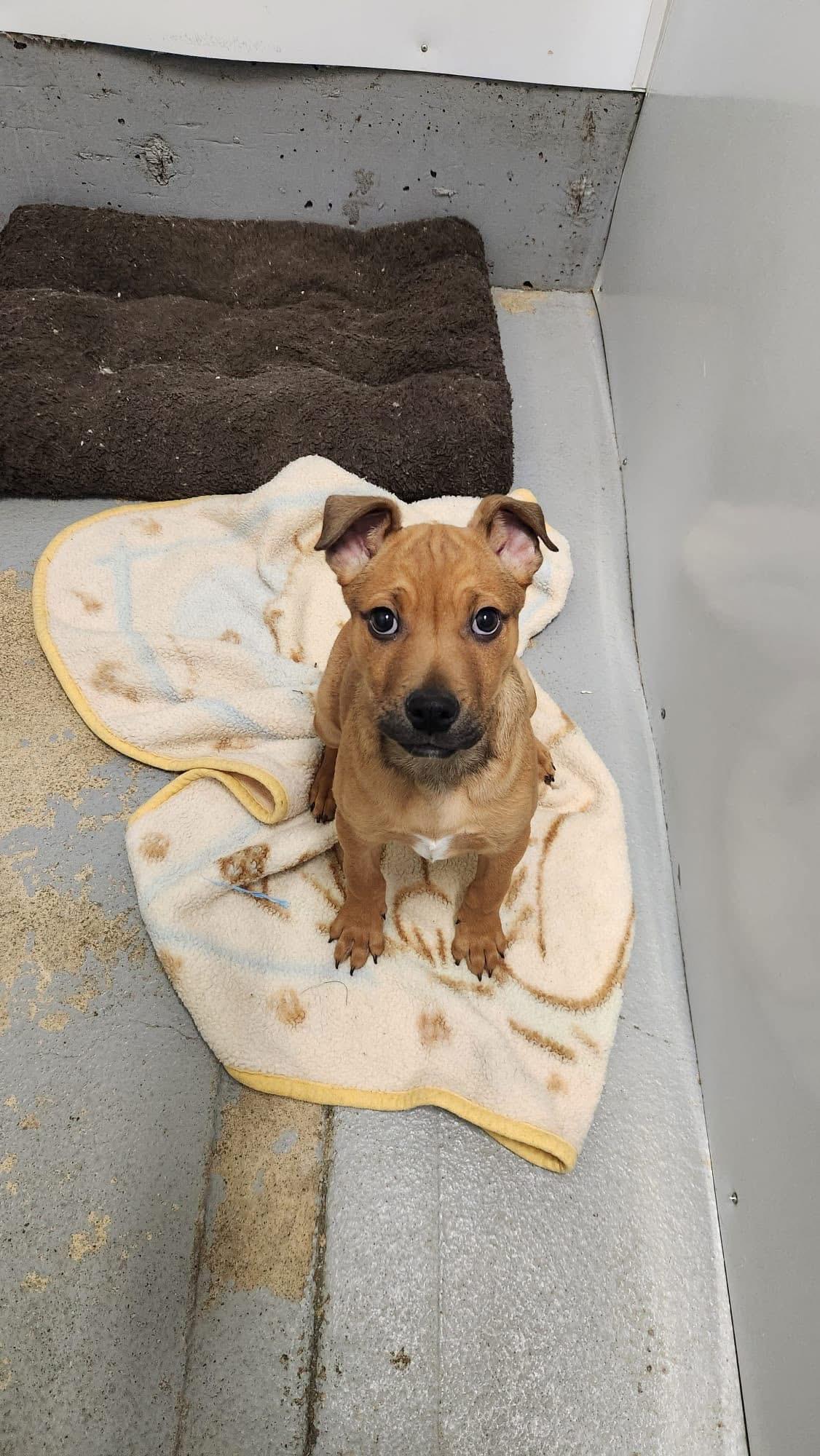 Brutus, a Adopted mixed breed in Humboldt , SK image 2/5