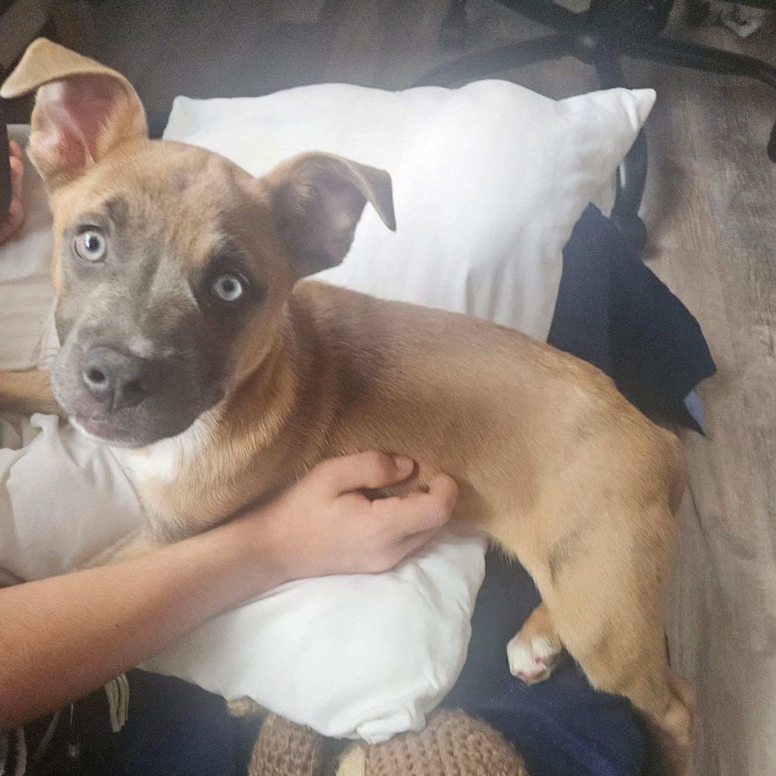 Enlarge Chucky, a ADOPTABLE Mixed Breed in Yaphank, NY image 1/1