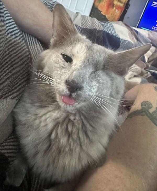 Enlarge NUTMEG & CINNAMON, a Adoptable mixed breed in Perry, MI image 5/6