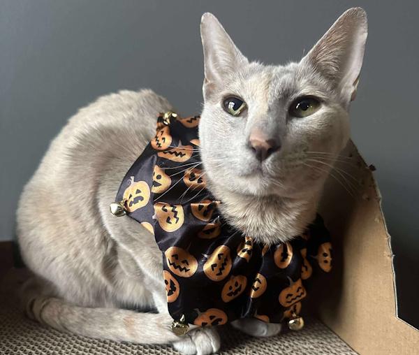 NUTMEG & CINNAMON, Adoptable, Adult Female Oriental Short Hair & Dilute Calico.