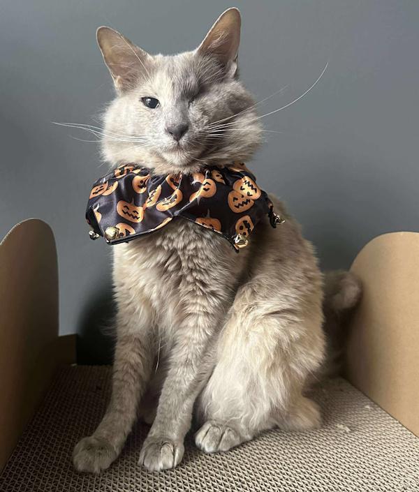 Enlarge NUTMEG & CINNAMON, a Adoptable mixed breed in Perry, MI image 3/6