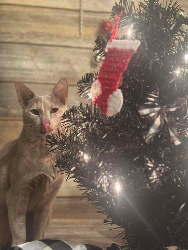 Enlarge NUTMEG & CINNAMON, a Adoptable mixed breed in Kenosha, WI image 2/6