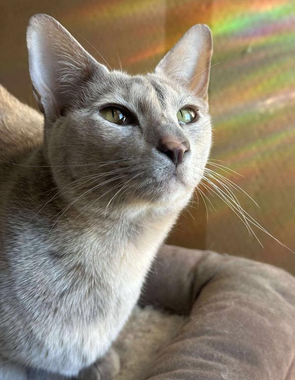 Enlarge NUTMEG & CINNAMON, a Adoptable mixed breed in Perry, MI image 4/6