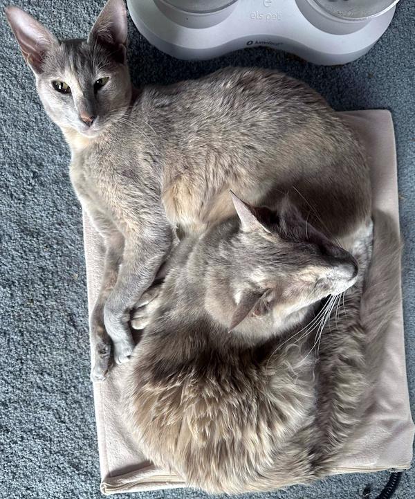 Enlarge NUTMEG & CINNAMON, a Adoptable mixed breed in Perry, MI image 6/6