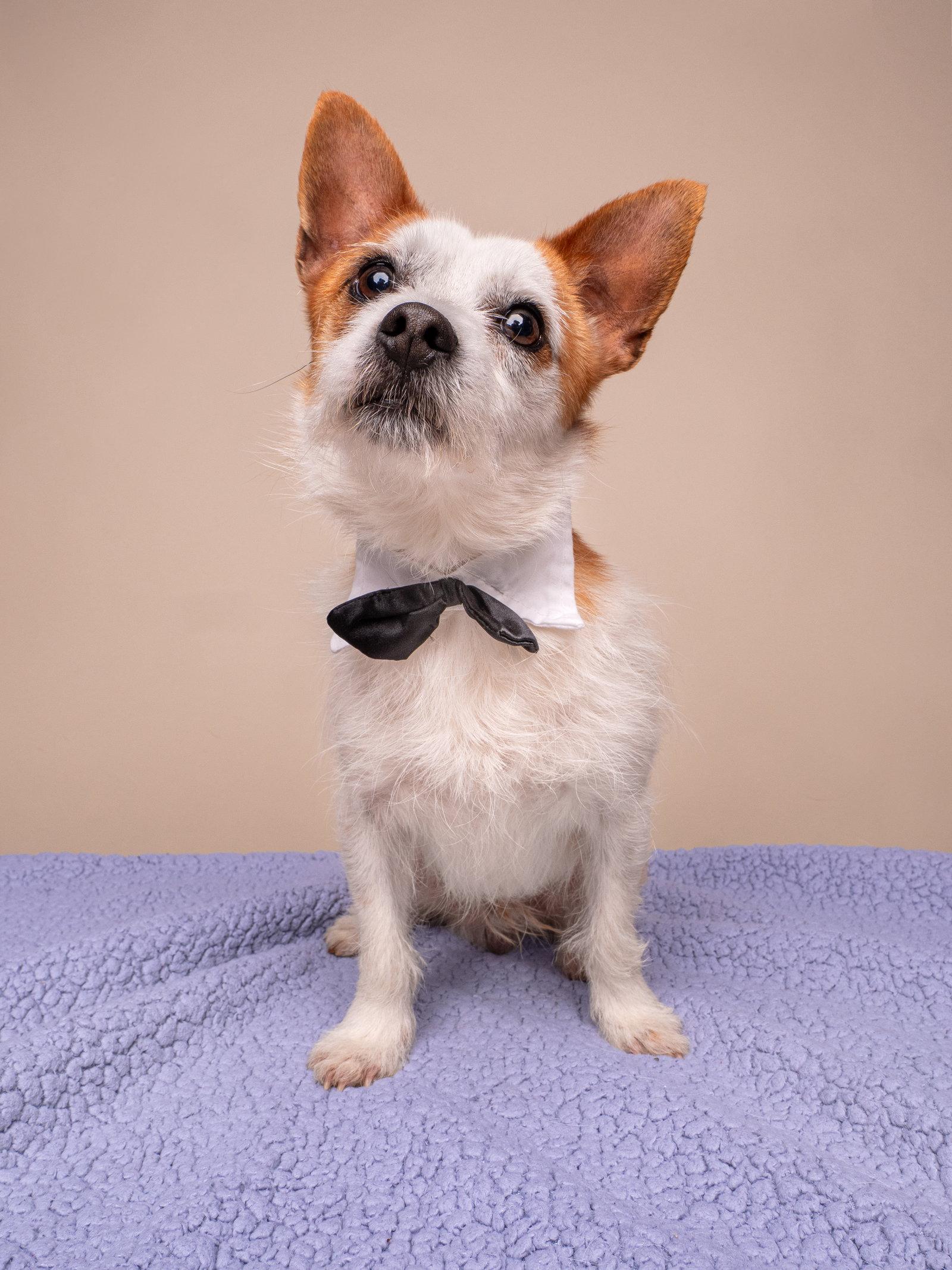 Enlarge Lunchbox, a Adopted Jack Russell Terrier in Palo Alto, CA image 1/3