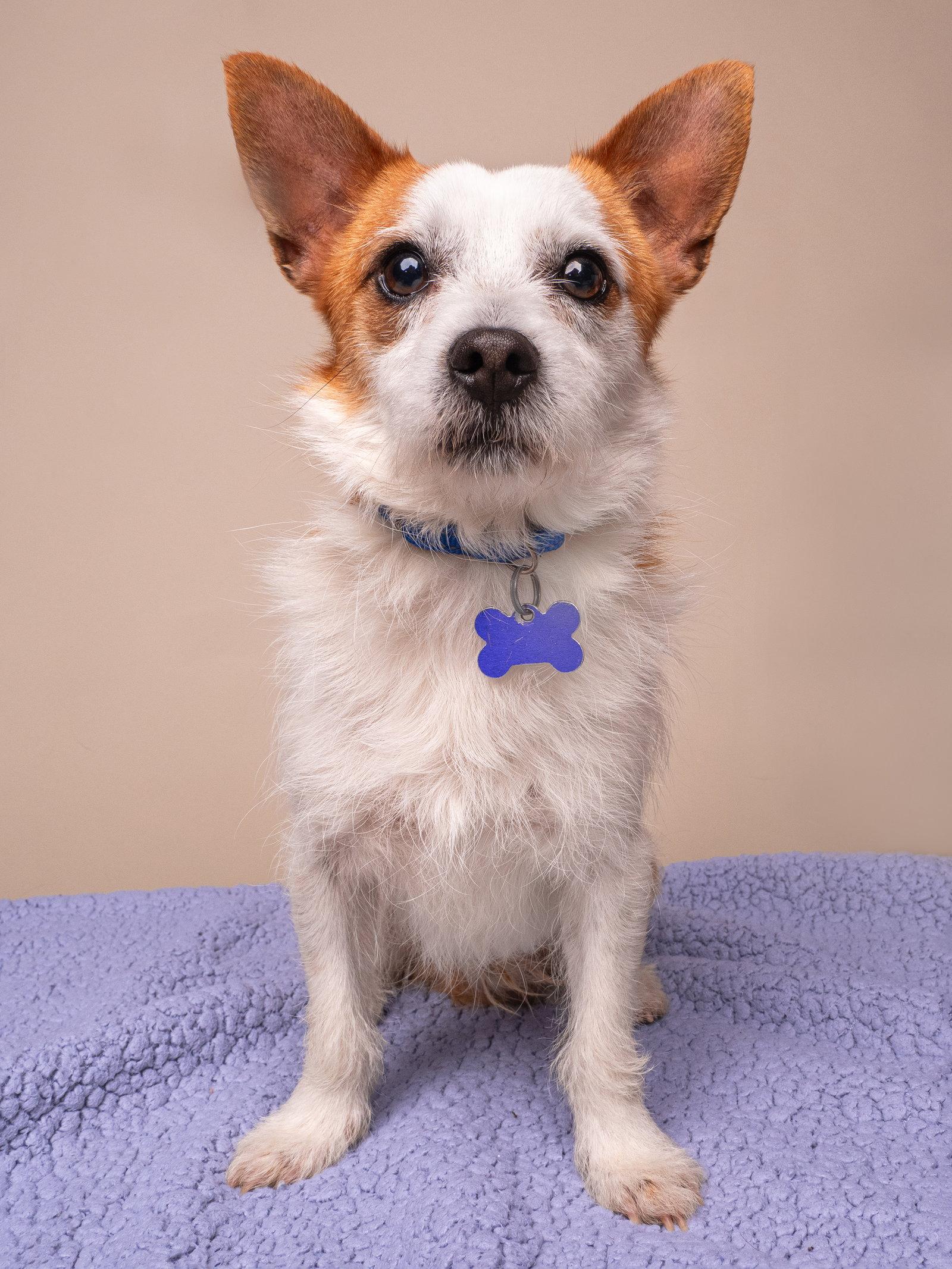 Enlarge Lunchbox, a Adopted Jack Russell Terrier in Palo Alto, CA image 2/3