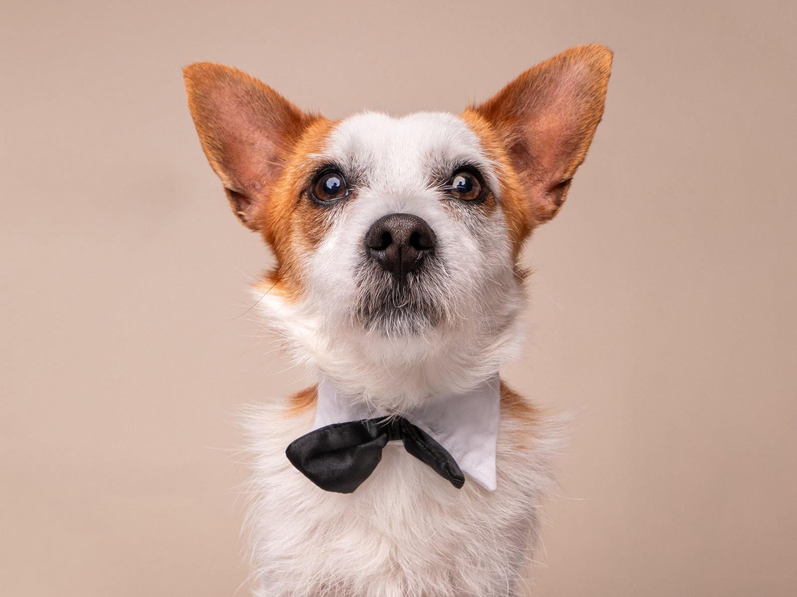 Enlarge Lunchbox, a Adopted Jack Russell Terrier in Palo Alto, CA image 3/3