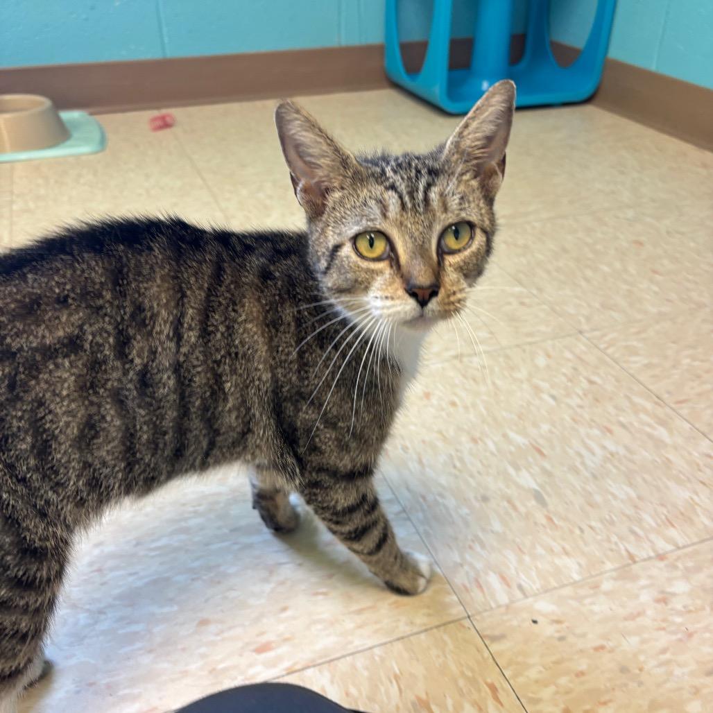 Coralee, Adoptable, Young Female Domestic Short Hair.
