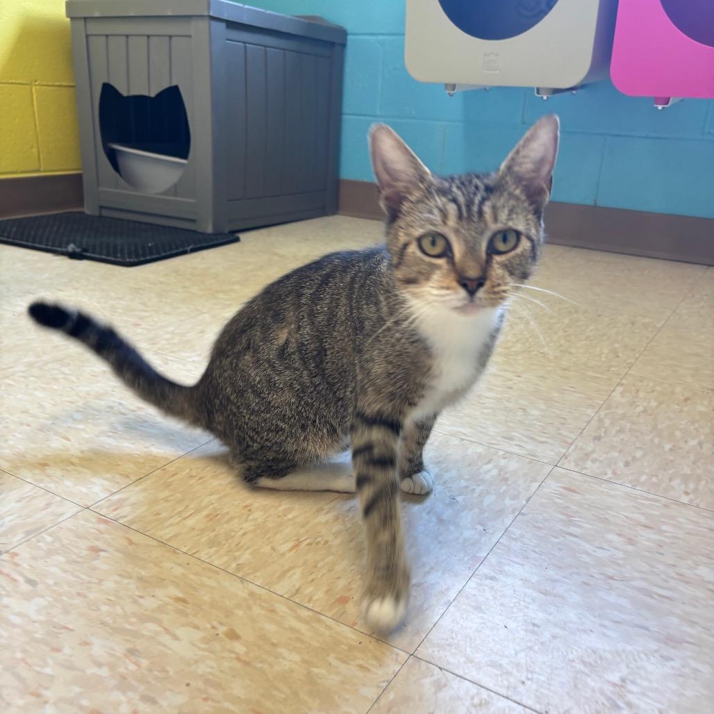 Enlarge Coralee, a Adoptable Domestic Short Hair in Roxboro, NC image 2/6