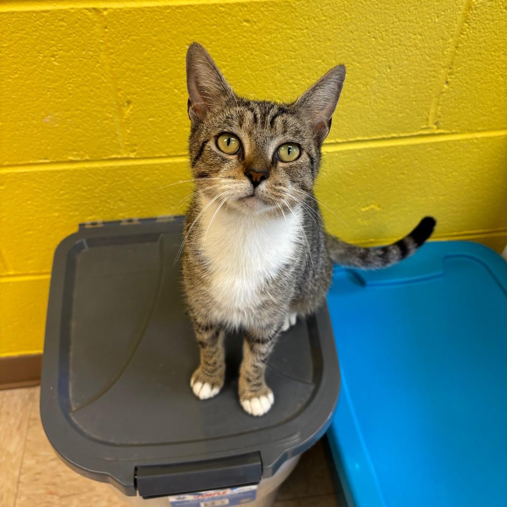 Enlarge Coralee, a Adoptable Domestic Short Hair in Roxboro, NC image 3/6