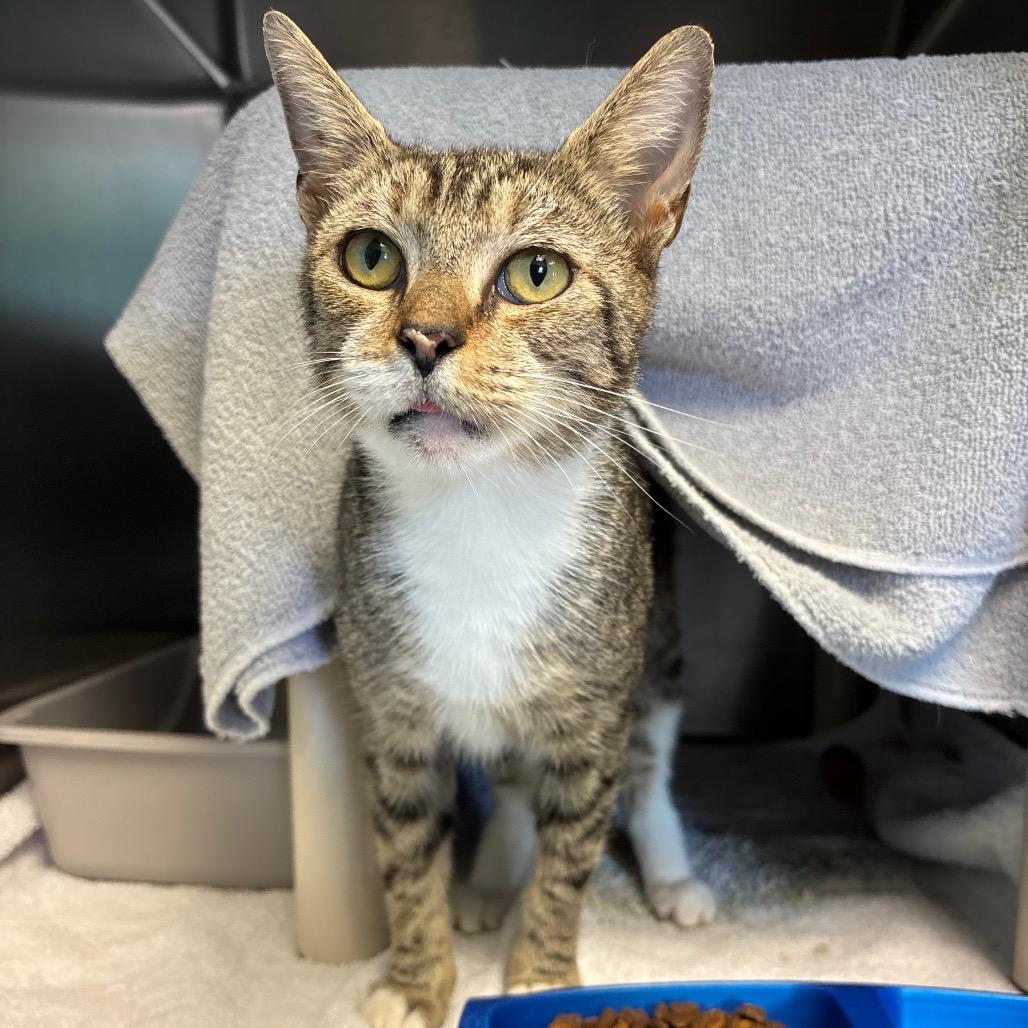 Enlarge Coralee, a Adoptable Domestic Short Hair in Roxboro, NC image 4/6
