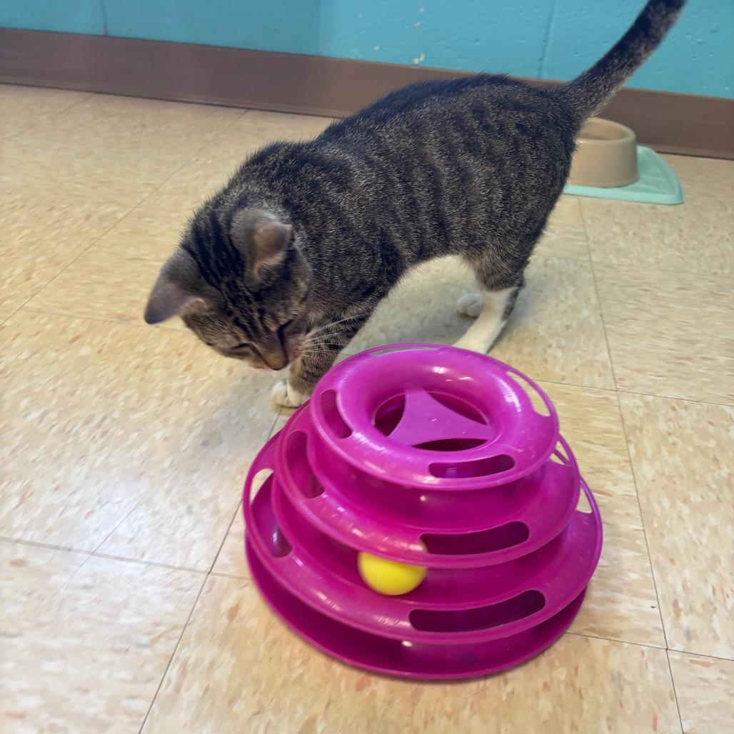 Enlarge Coralee, a Adoptable Domestic Short Hair in Roxboro, NC image 5/6
