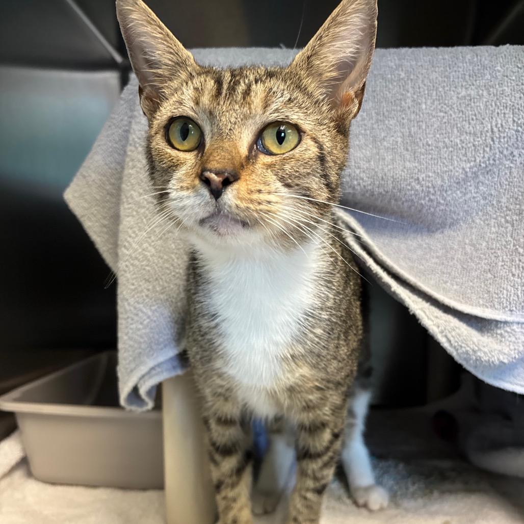 Enlarge Coralee, a Adoptable Domestic Short Hair in Roxboro, NC image 6/6