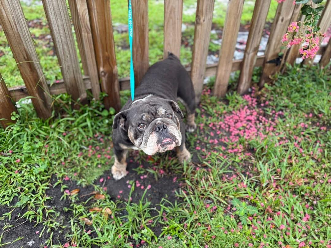 Lily, Young Female English Bulldog
