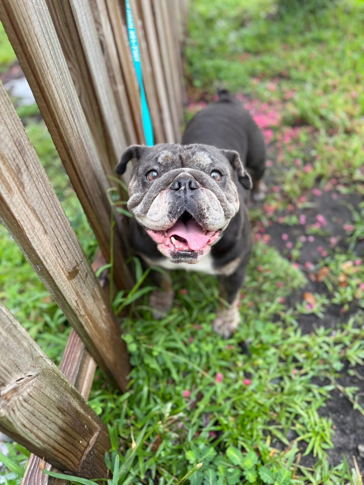 Lily photo 3