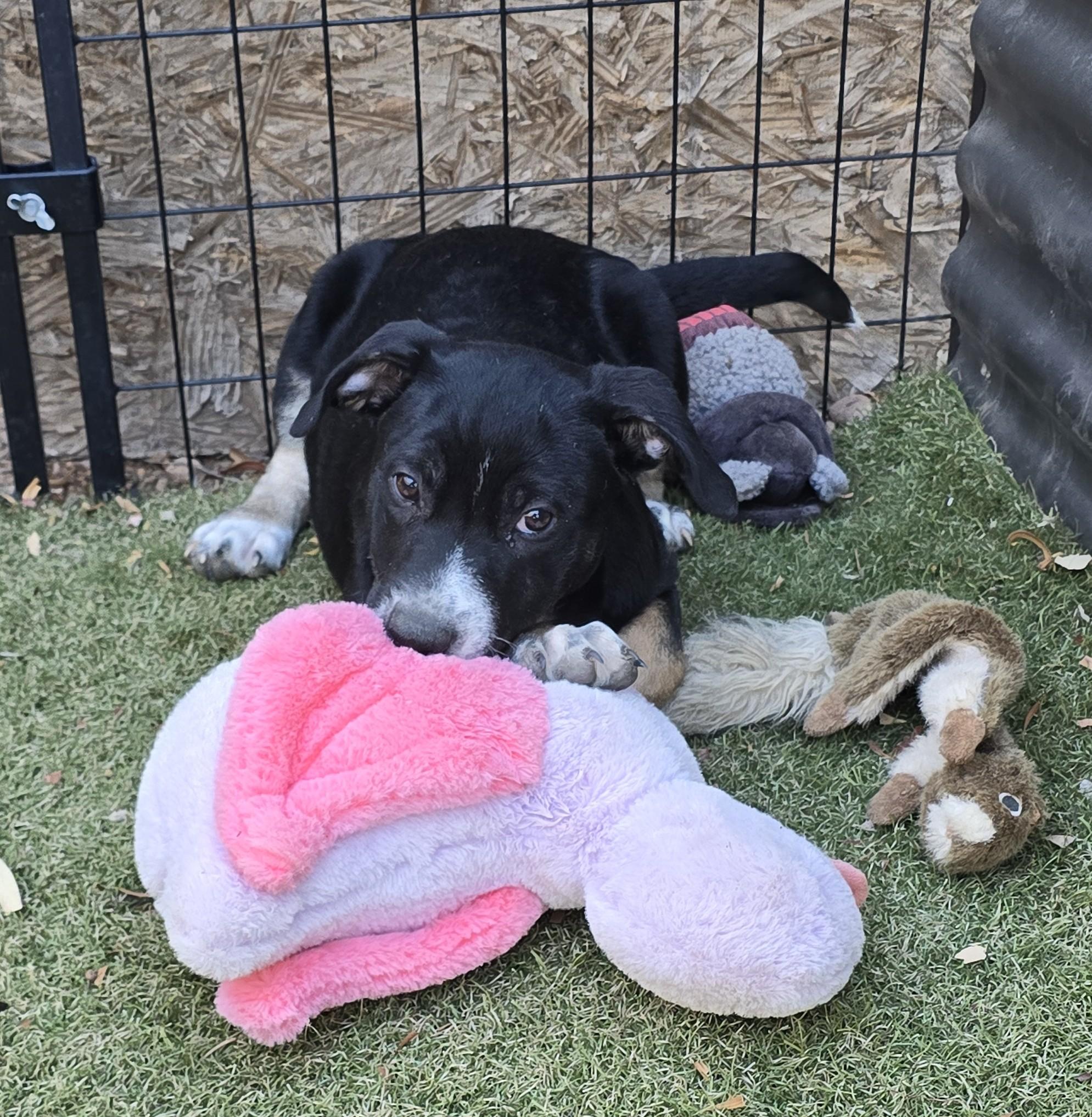 Enlarge Brooch, a ADOPTABLE mixed breed in Apache Junction, AZ image 3/5