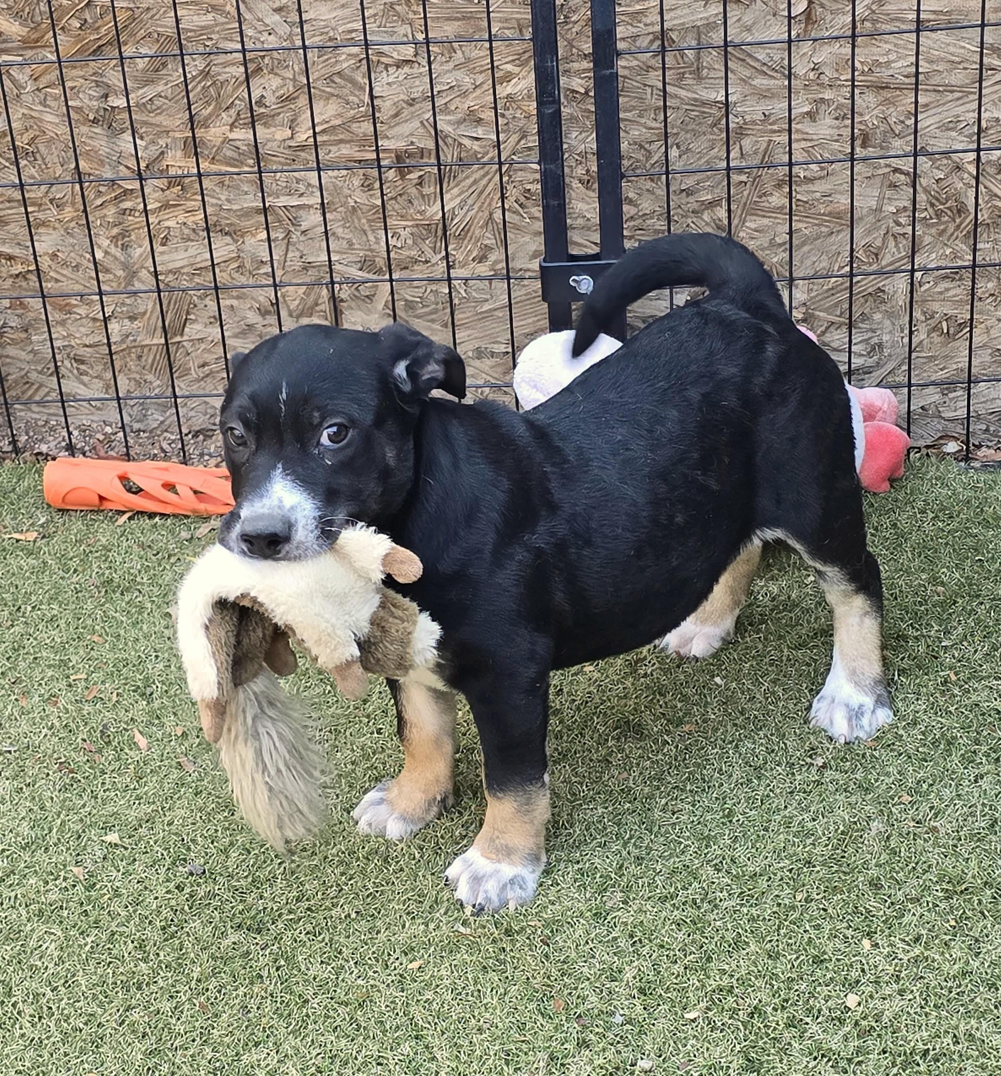 Enlarge Brooch, a ADOPTABLE mixed breed in Apache Junction, AZ image 5/5