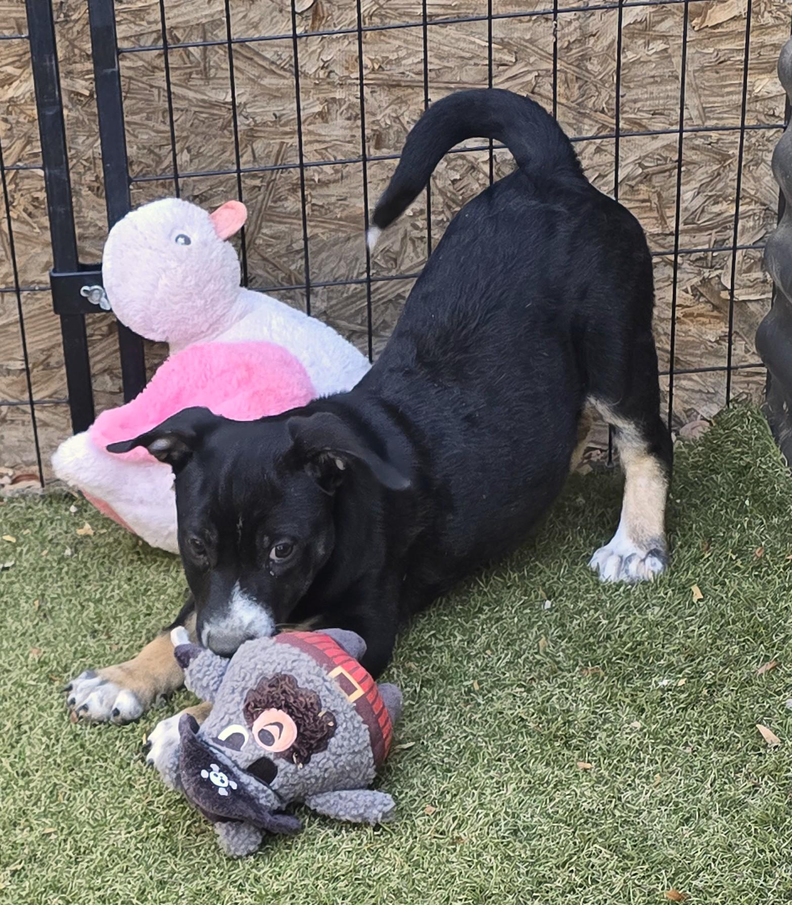 Enlarge Brooch, a ADOPTABLE mixed breed in Apache Junction, AZ image 4/5
