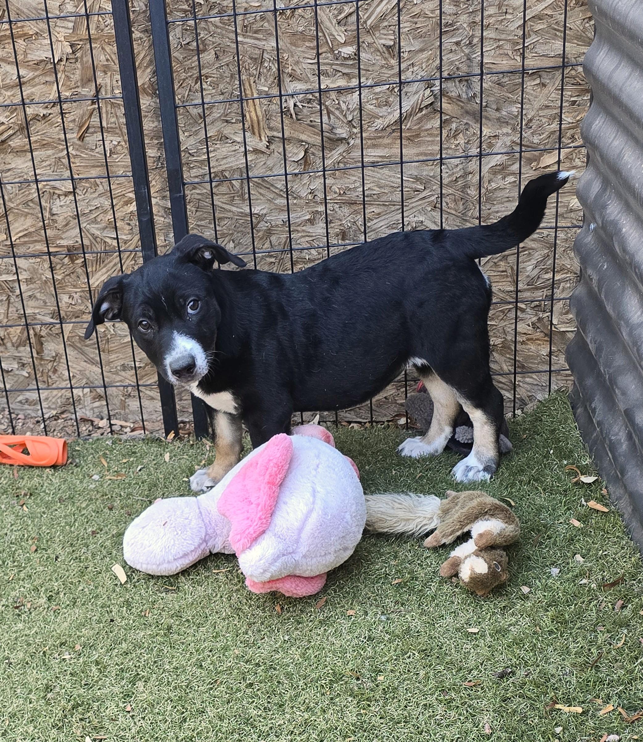 Enlarge Brooch, a ADOPTABLE mixed breed in Apache Junction, AZ image 2/5