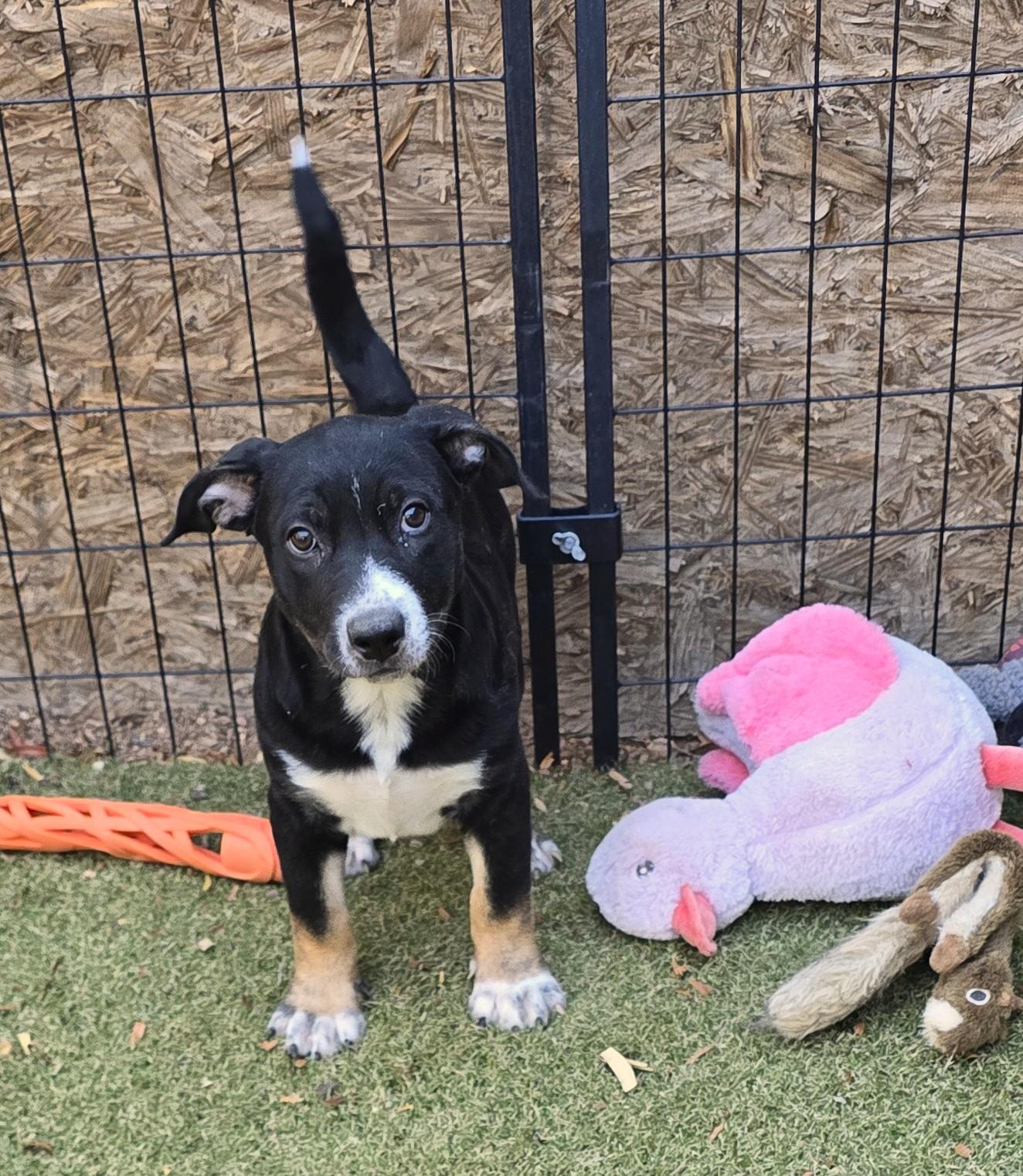Enlarge Brooch, a ADOPTABLE mixed breed in Apache Junction, AZ image 1/5