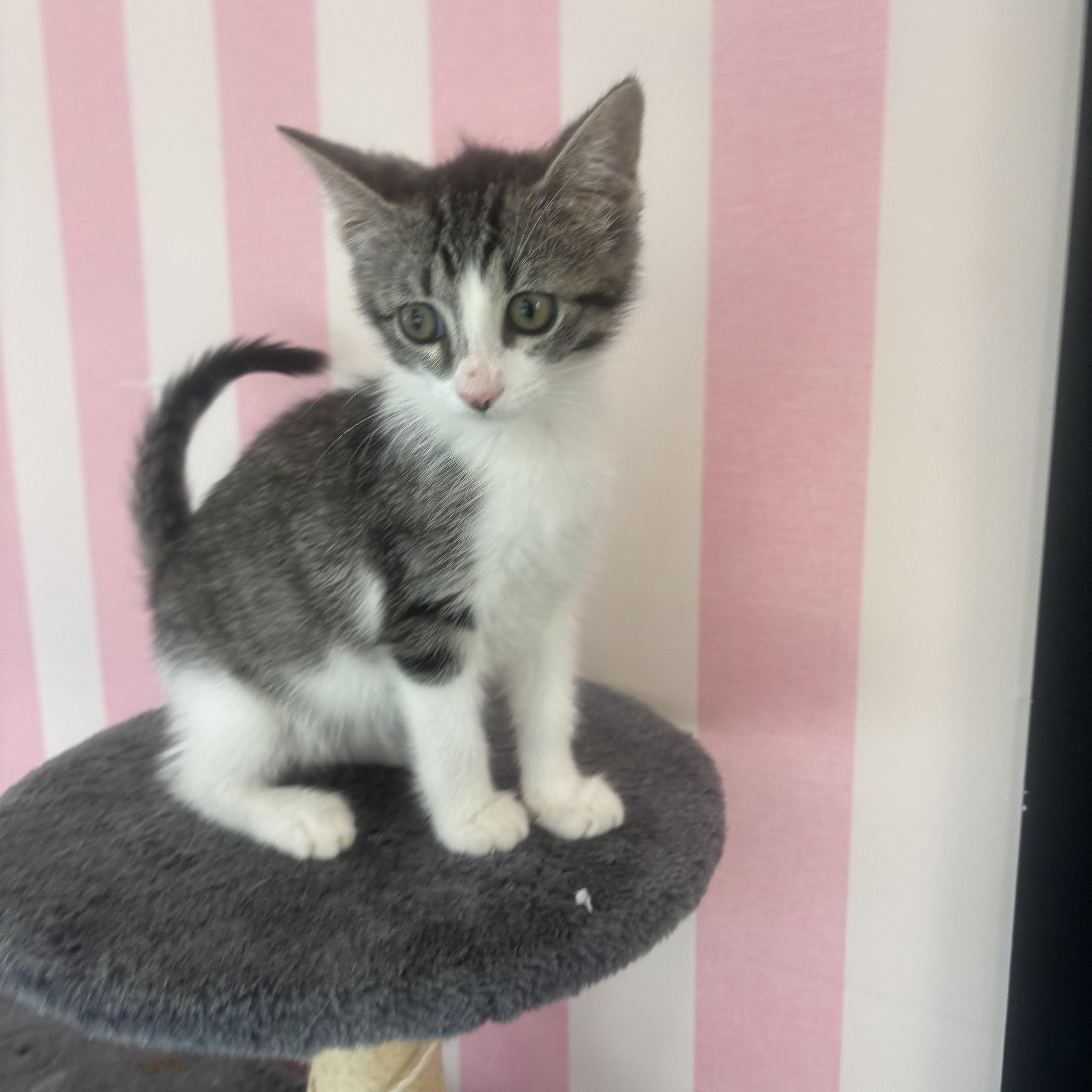 Stardust, an adopted Domestic Short Hair in Whittier, CA image 4/6