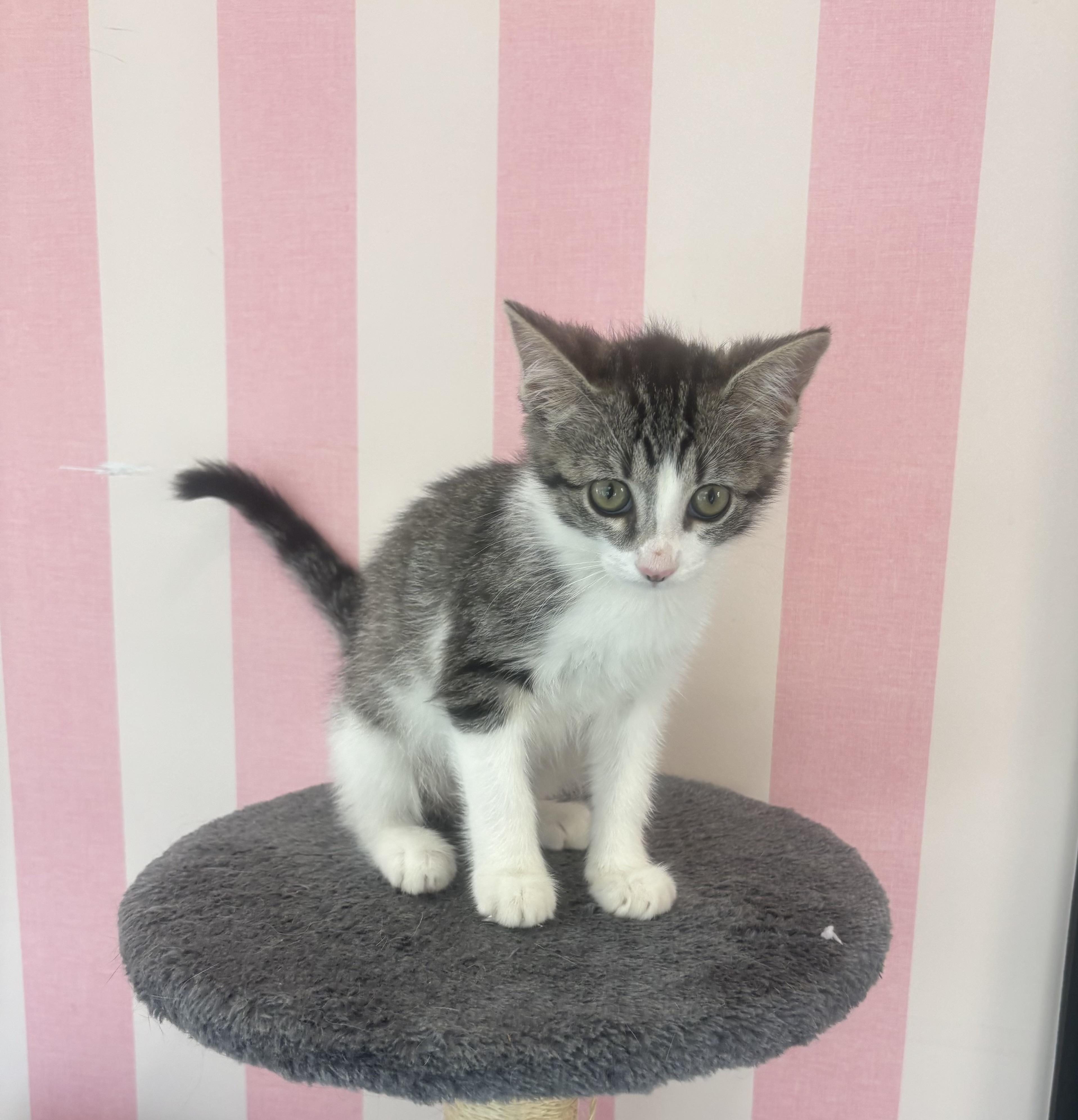 Stardust, an adopted Domestic Short Hair in Whittier, CA image 3/6