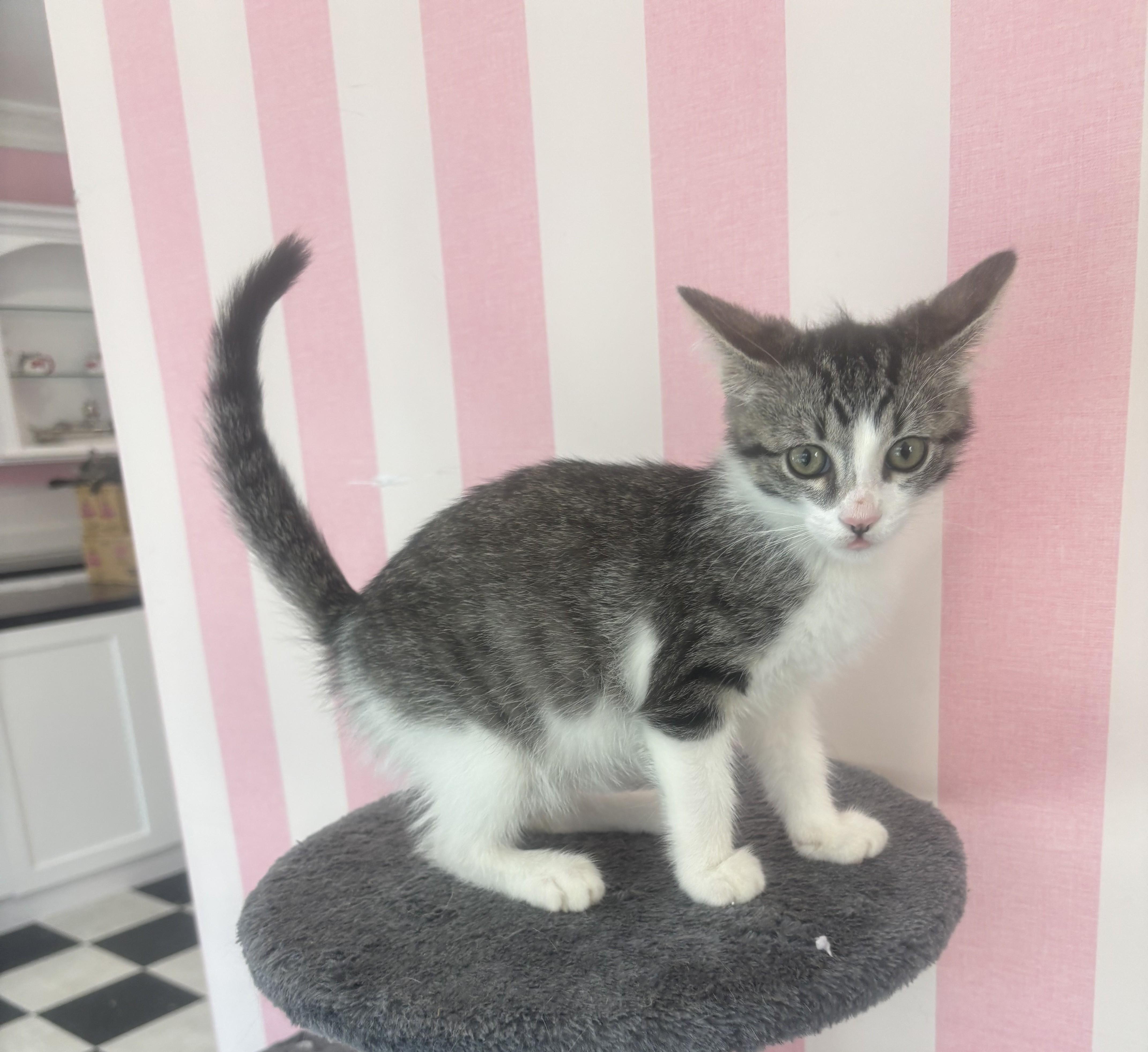 Stardust, an adopted Domestic Short Hair in Whittier, CA image 2/6