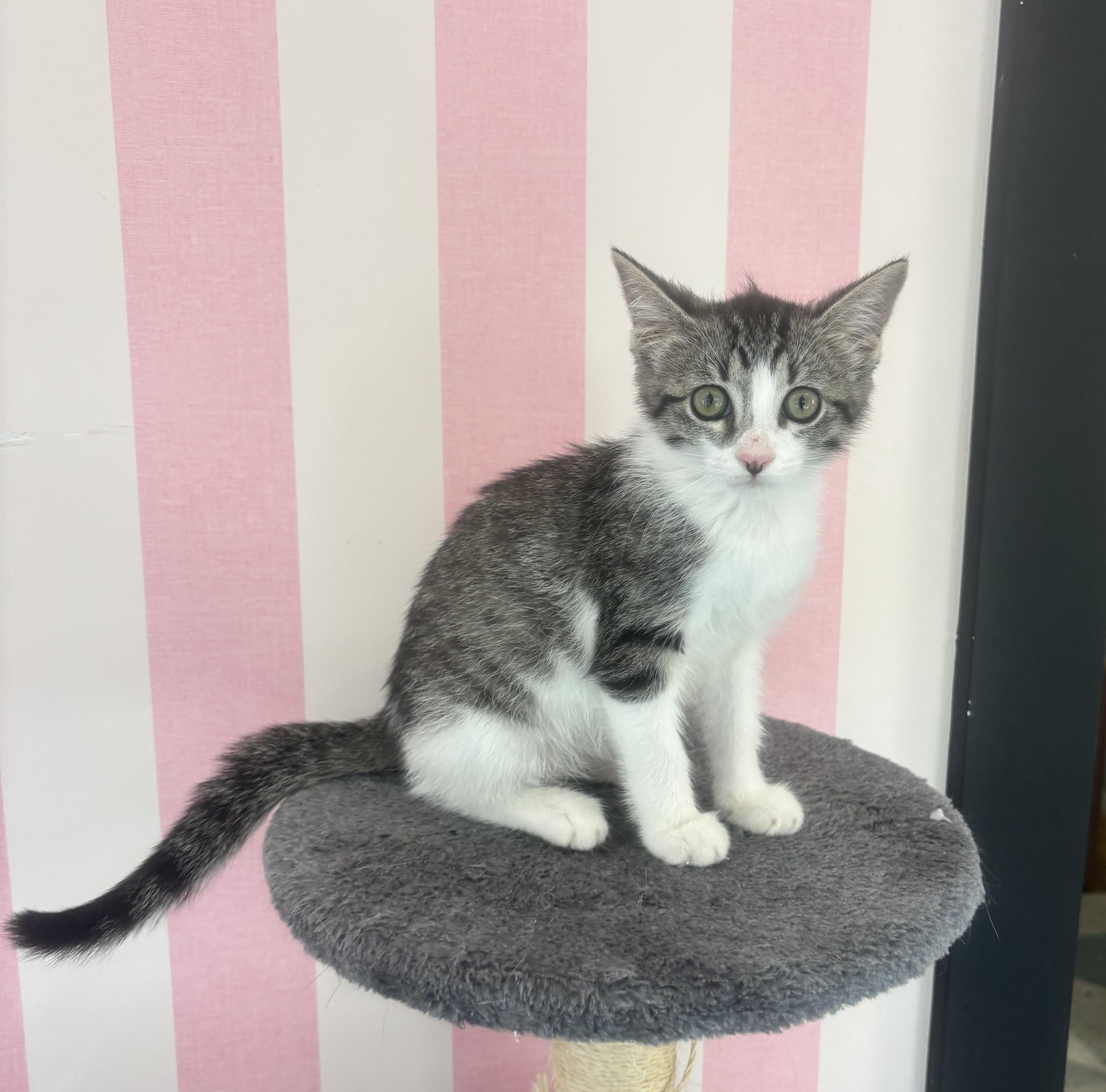 Stardust, adopted, Young Female Domestic Short Hair.