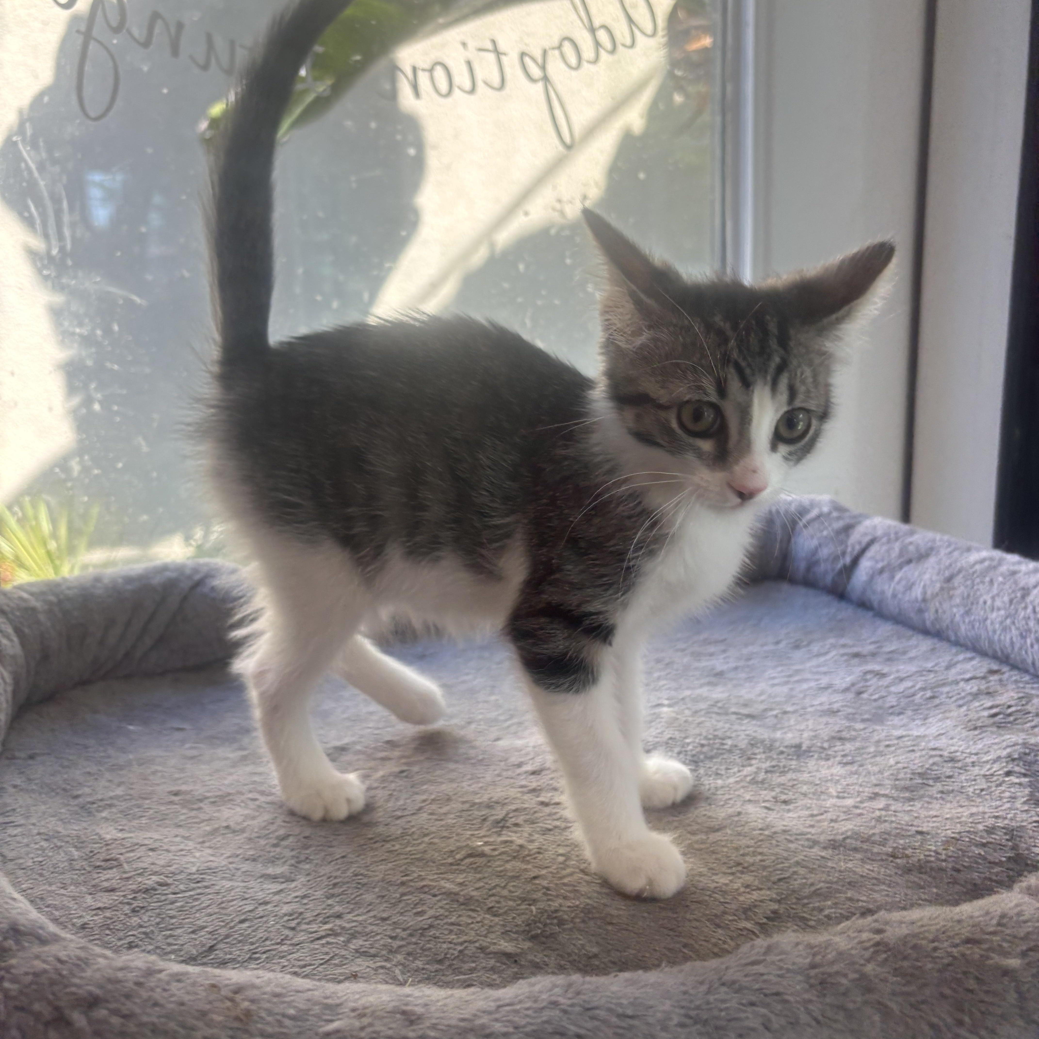 Stardust, an adopted Domestic Short Hair in Whittier, CA image 6/6
