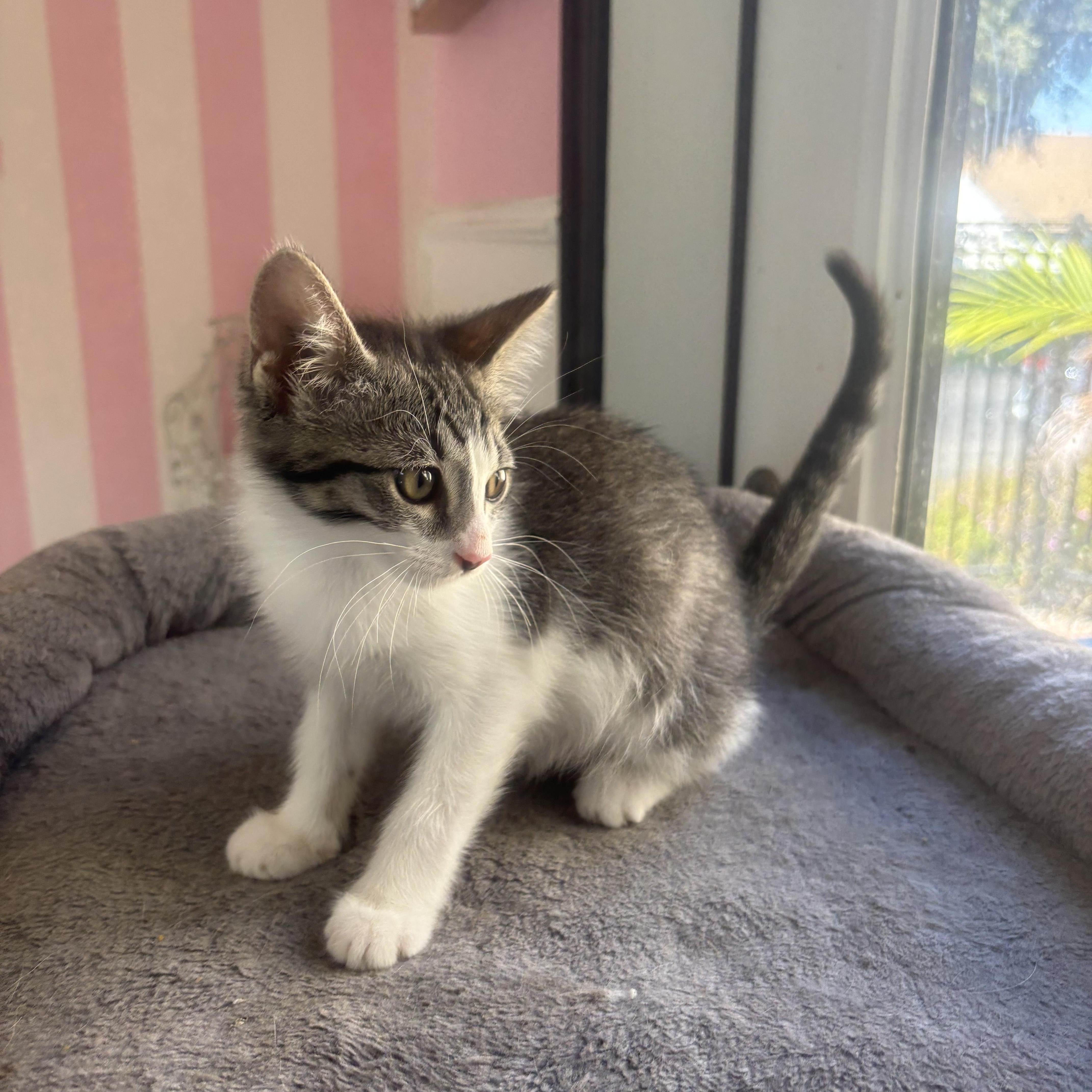 Stardust, an adopted Domestic Short Hair in Whittier, CA image 5/6