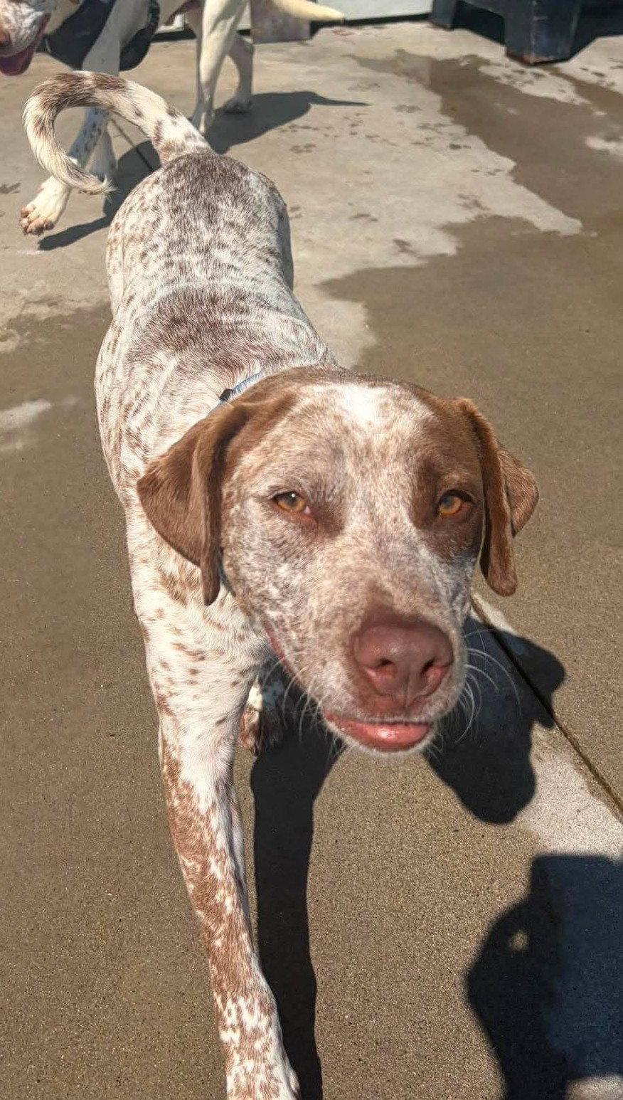 Russell, Adoptable, Adult Male Australian Cattle Dog / Blue Heeler.
