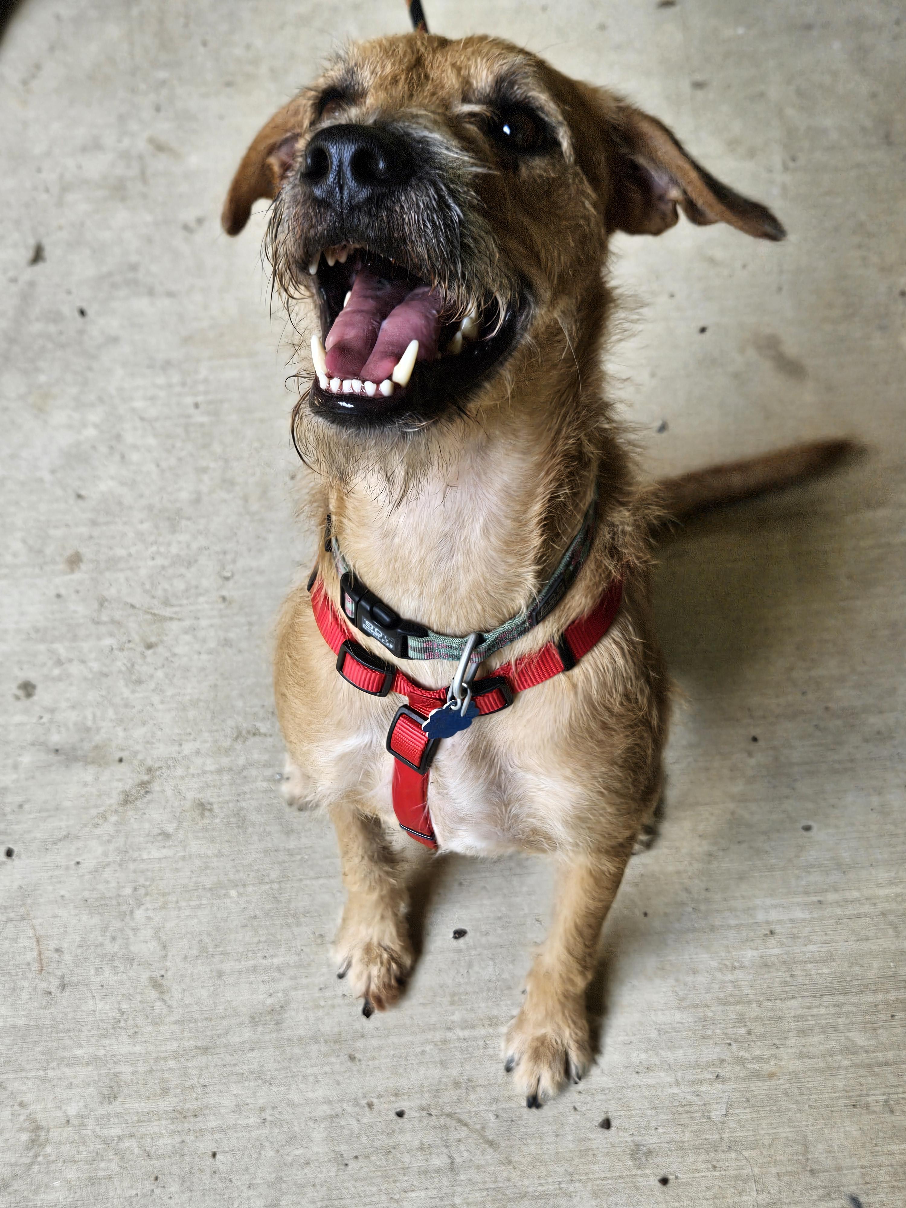 Hank, a Adoptable mixed breed in Colleyville, TX image 1/3